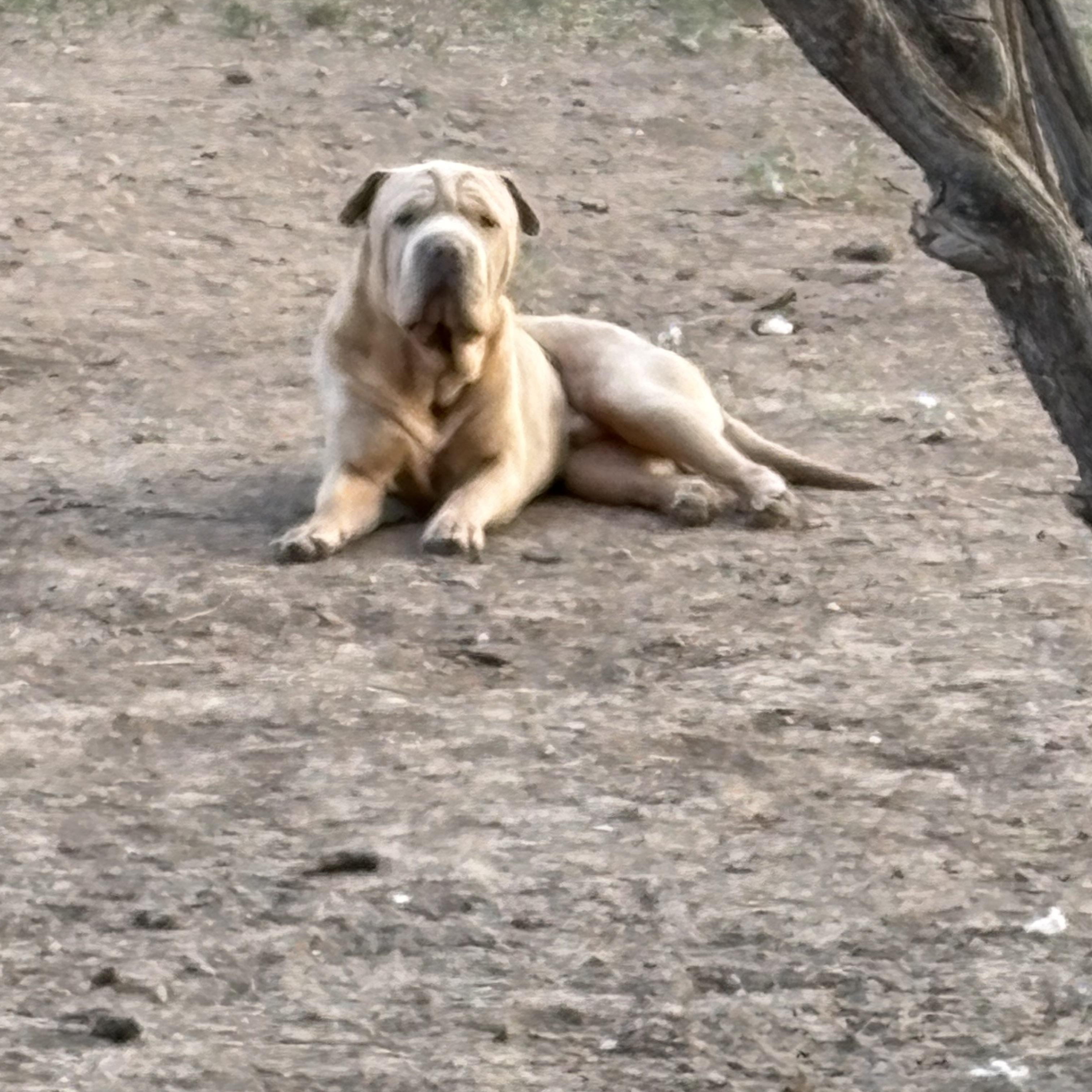 Enlarge Murphy, a ADOPTABLE Shar-Pei in AMARILLO, TX image 3/5