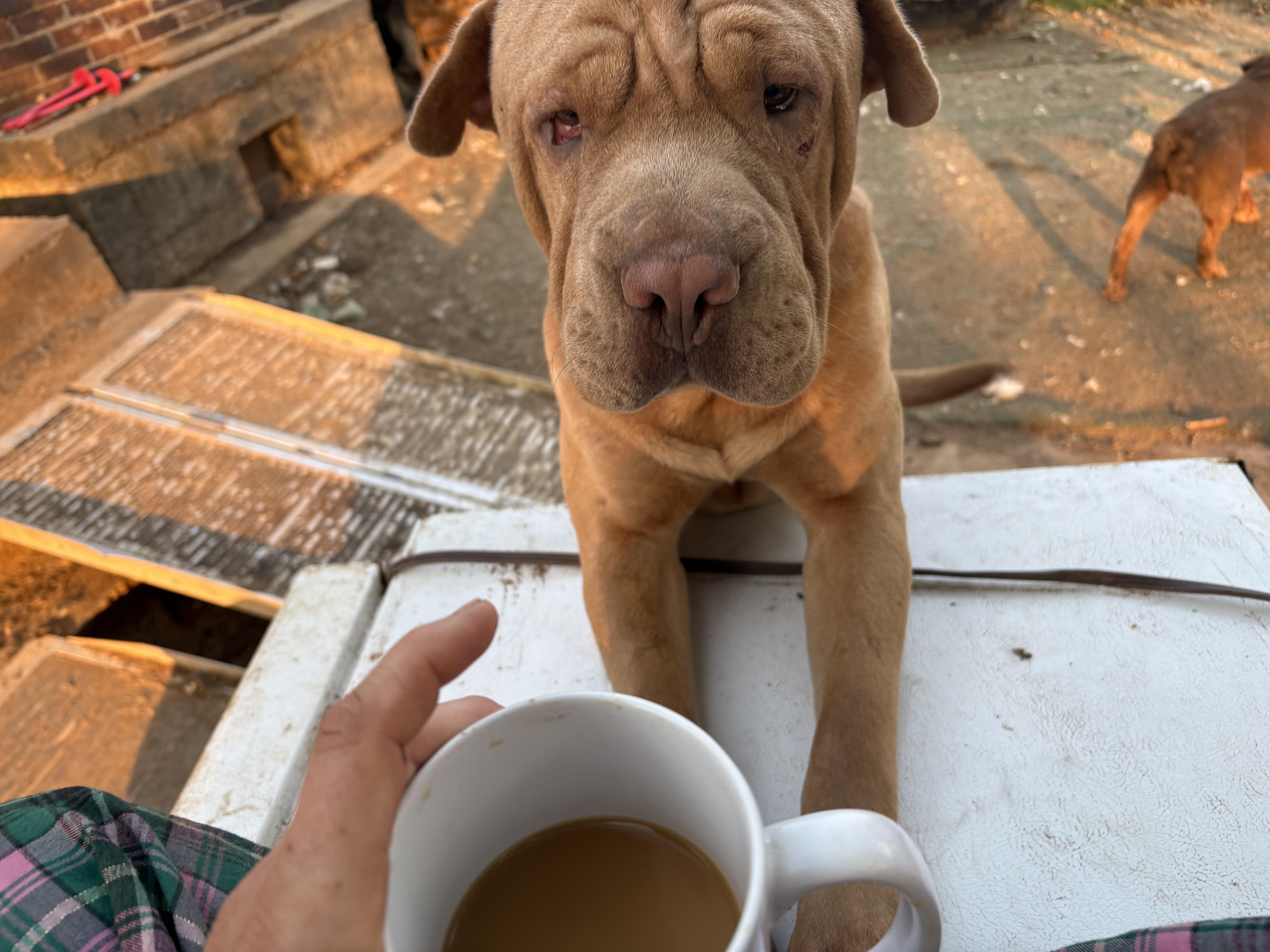 Enlarge Murphy, a ADOPTABLE Shar-Pei in AMARILLO, TX image 2/5