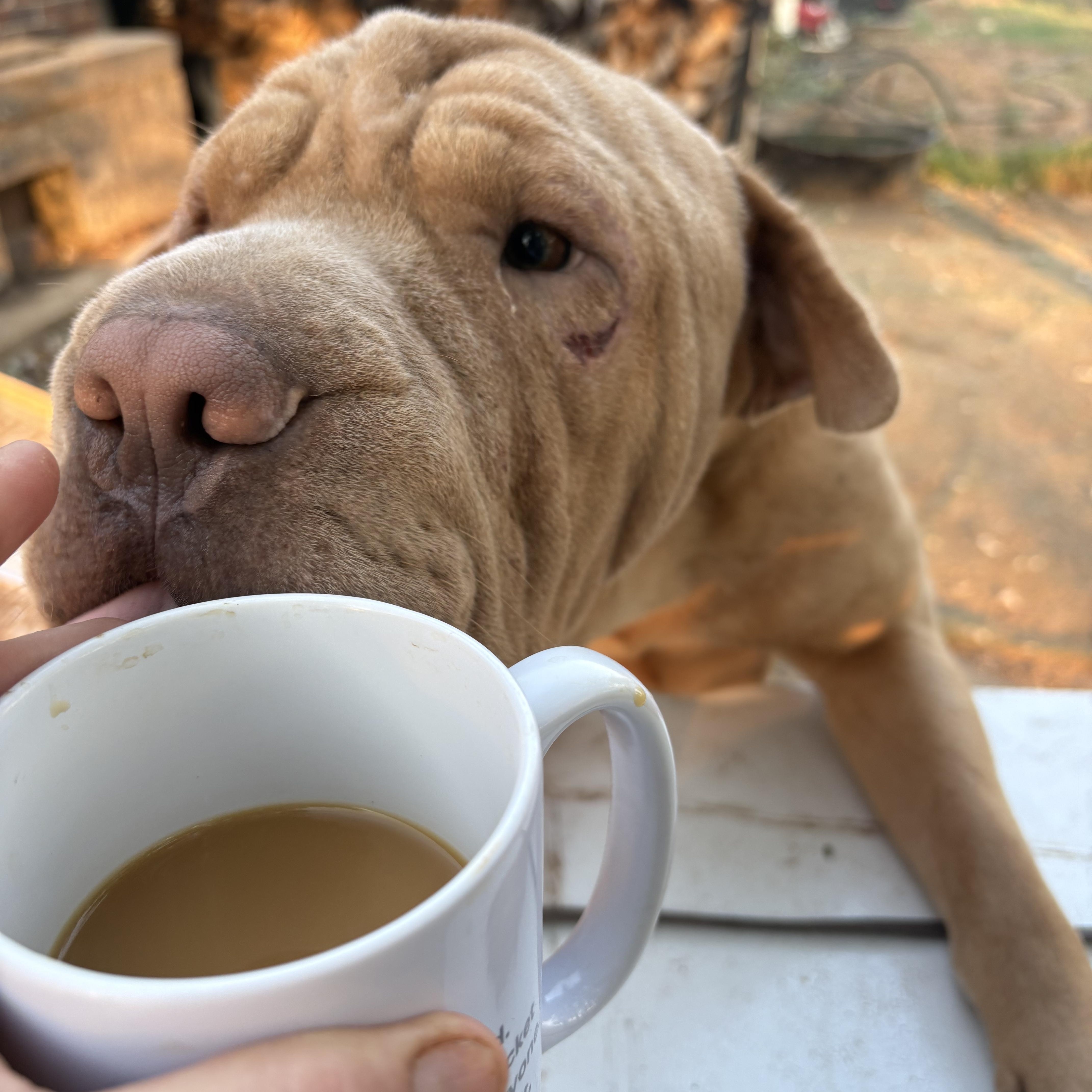Enlarge Murphy, a ADOPTABLE Shar-Pei in AMARILLO, TX image 5/5