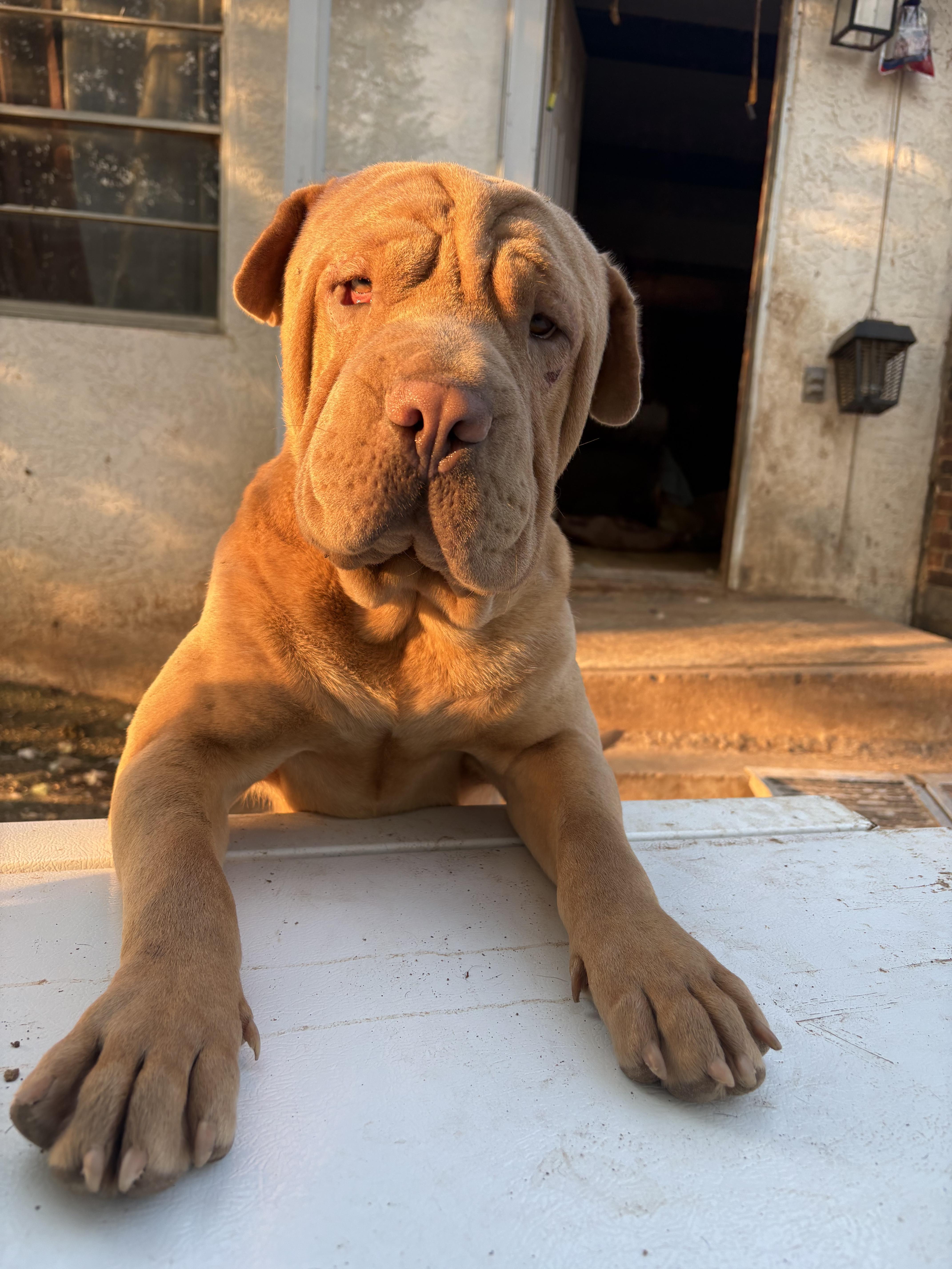 Murphy, ADOPTABLE, Adult Male Shar-Pei.