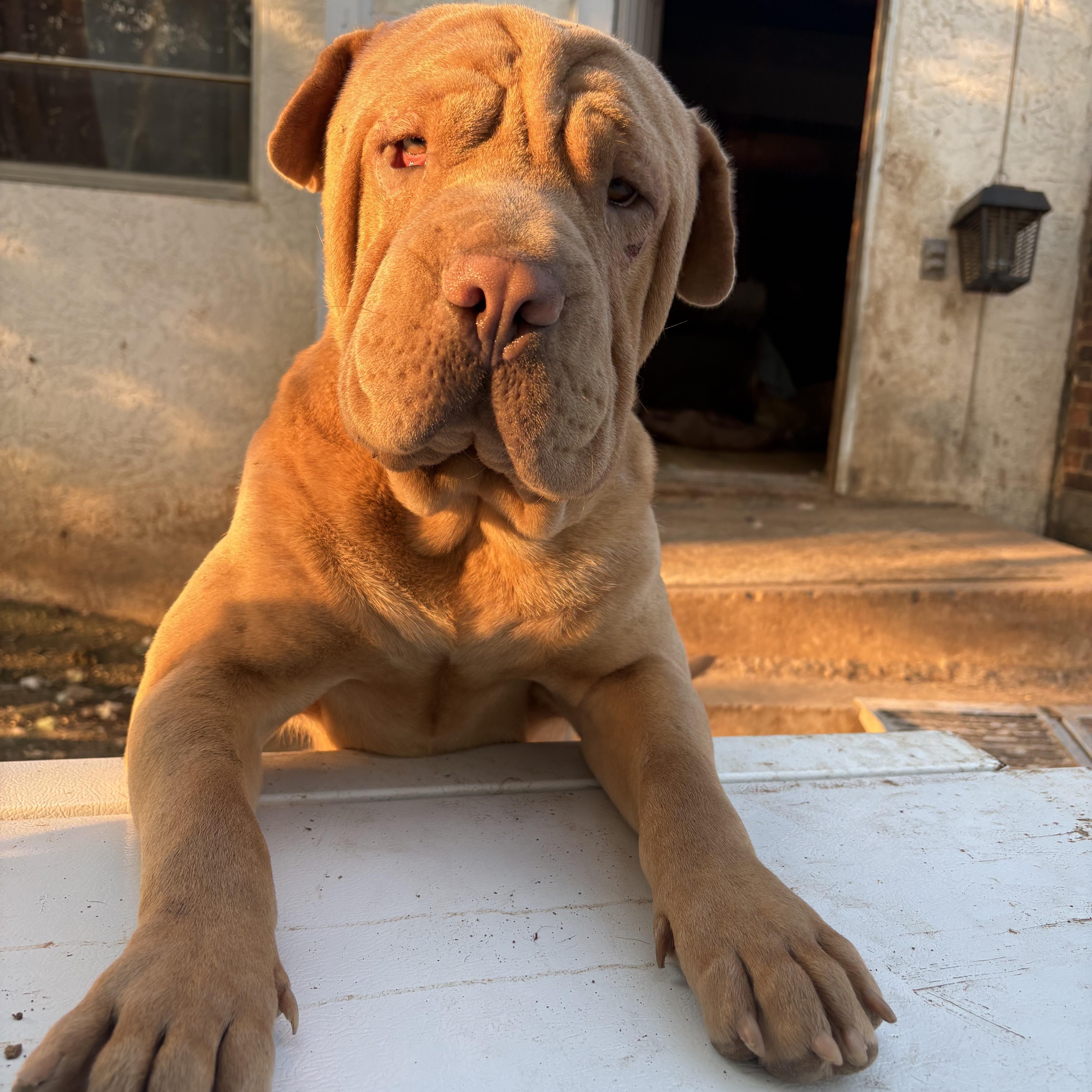 Enlarge Murphy, a ADOPTABLE Shar-Pei in AMARILLO, TX image 1/5