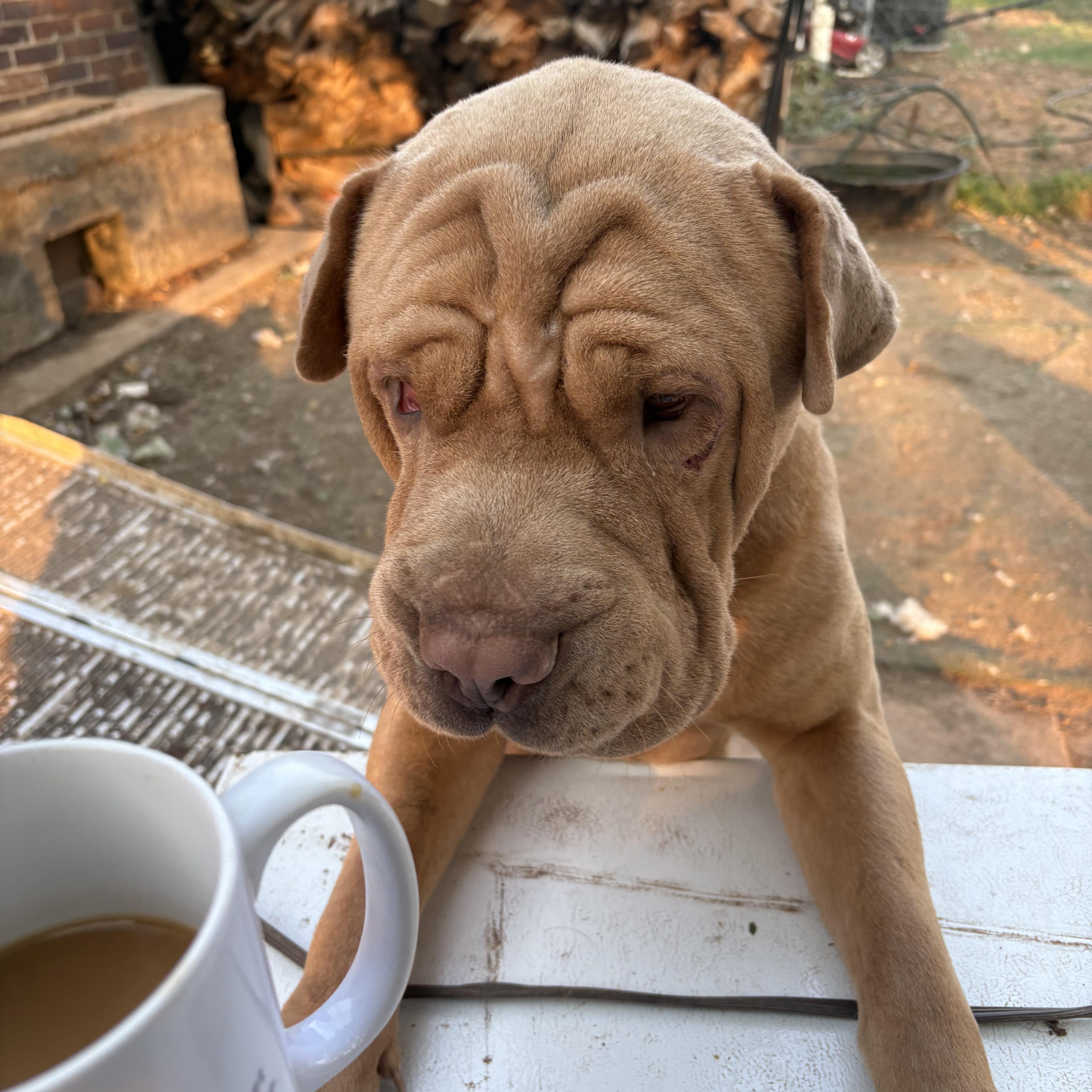 Enlarge Murphy, a ADOPTABLE Shar-Pei in AMARILLO, TX image 4/5