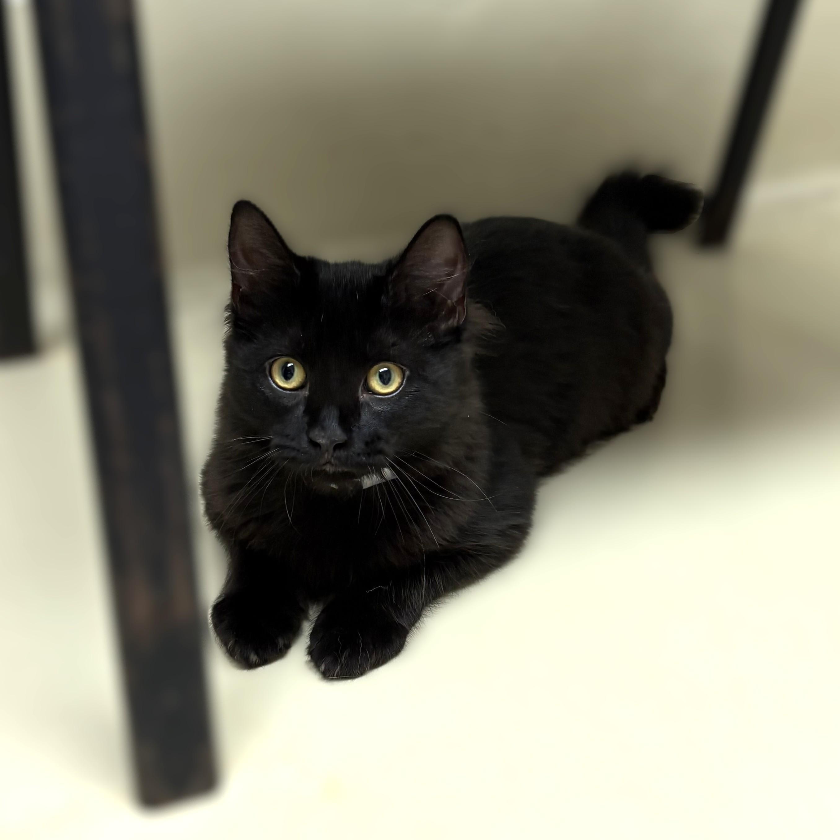 Enlarge Valor- 53979, a Adoptable Domestic Medium Hair in Columbia, MD image 3/3