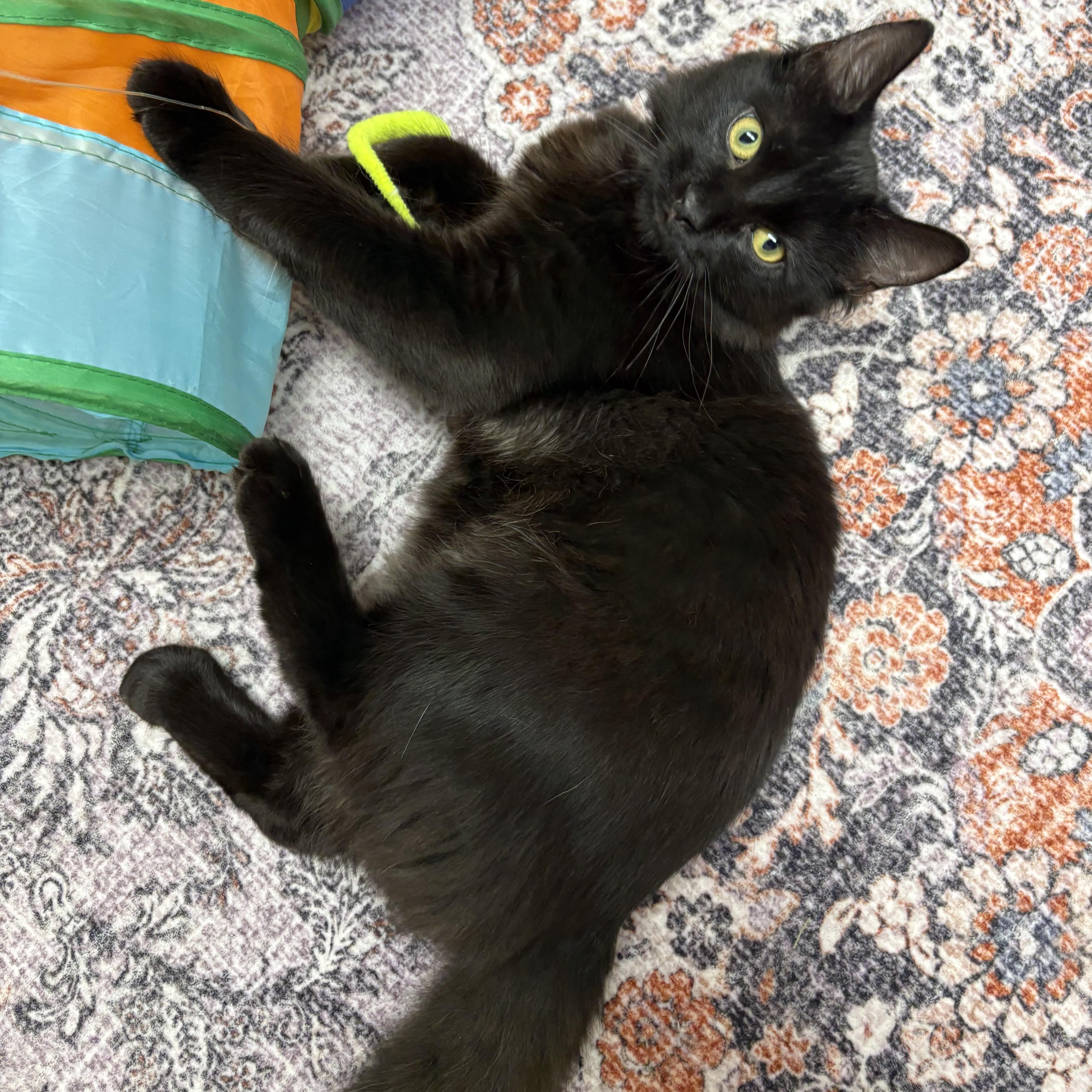 Enlarge Valor- 53979, a Adoptable Domestic Medium Hair in Columbia, MD image 2/3