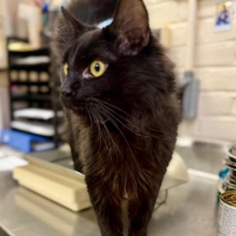 Valor- 53979, Adoptable, Kitten Male Domestic Medium Hair.