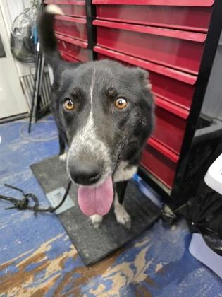 Enlarge Rhonda, a Adoptable mixed breed in Simcoe, ON image 2/2