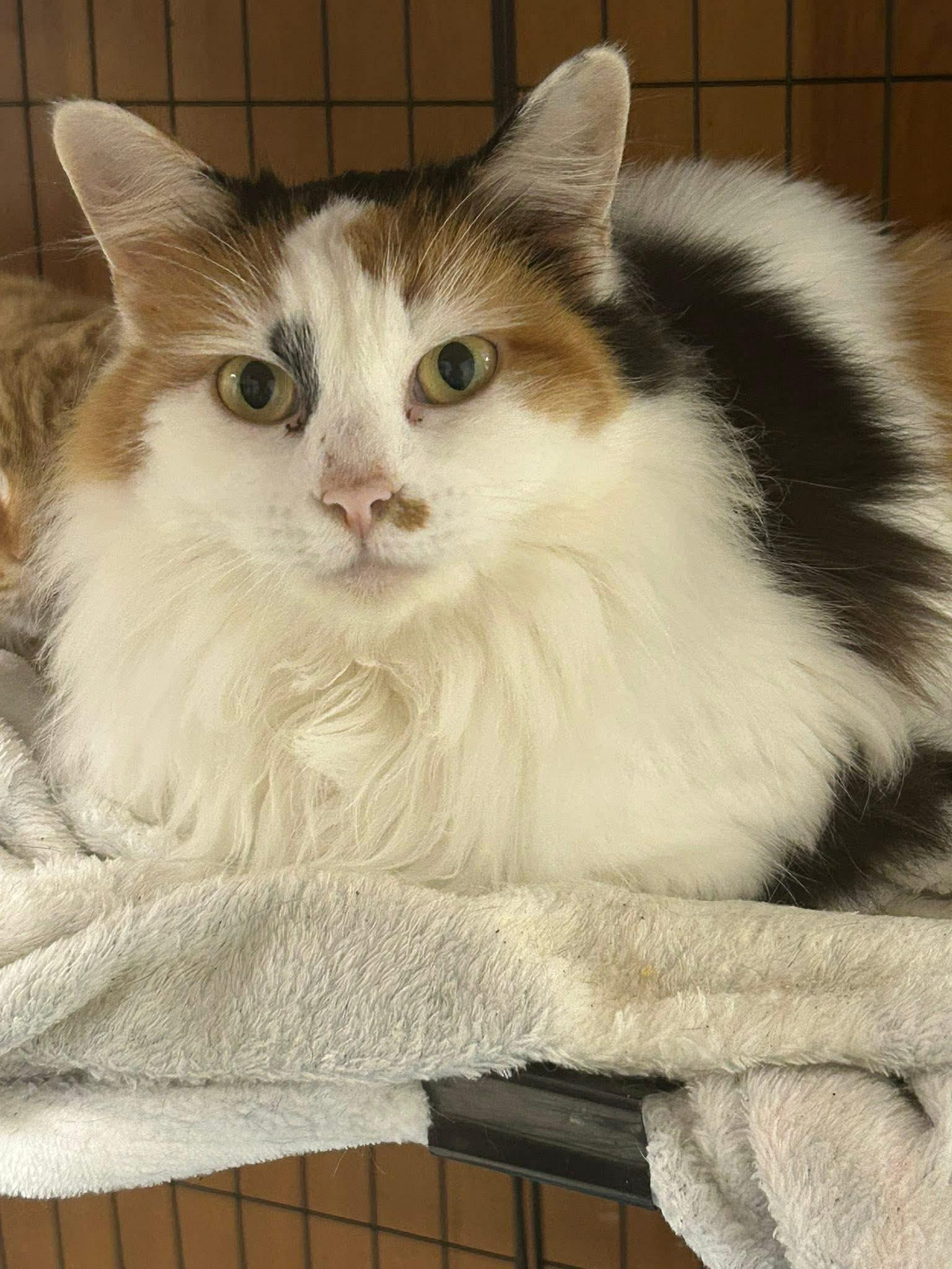 Enlarge MISS PIGGY, a Adopted mixed breed in Capshaw, AL image 1/1