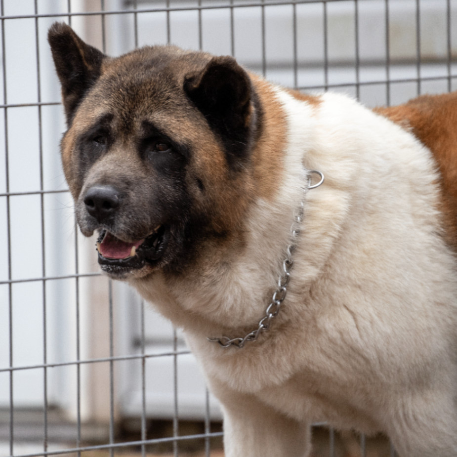 Bear, a Adoptable Akita in Toms River, NJ image 1/6