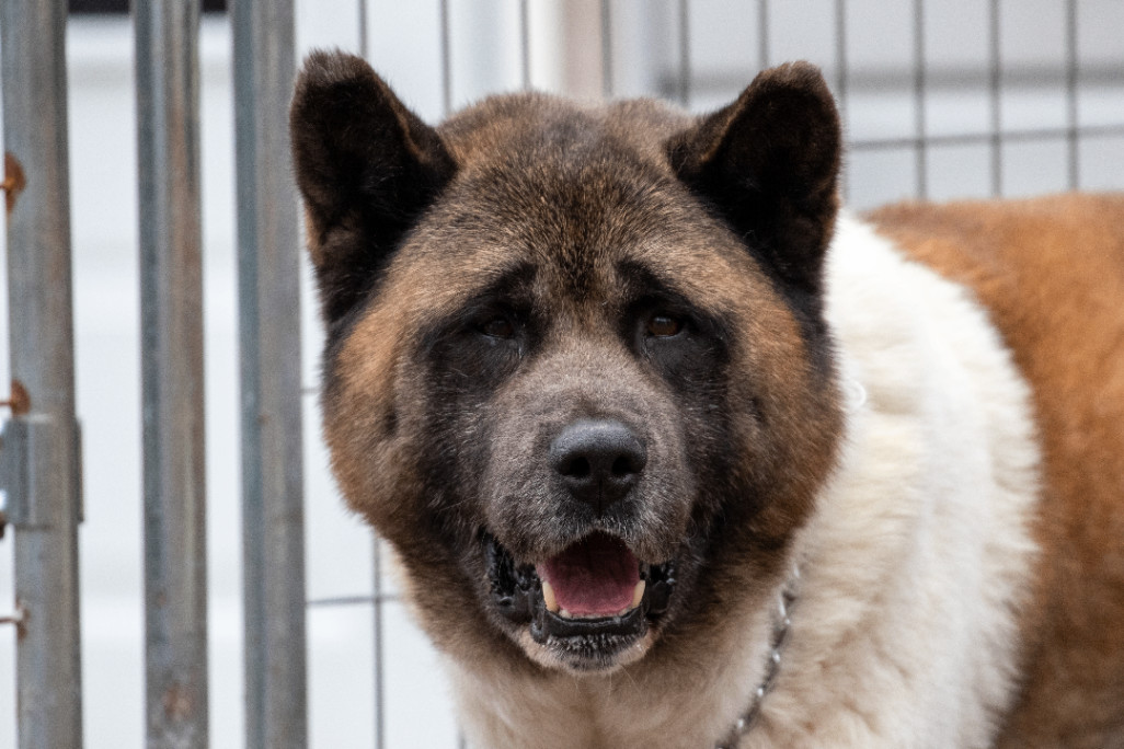 Bear, a Adoptable Akita in Toms River, NJ image 2/6