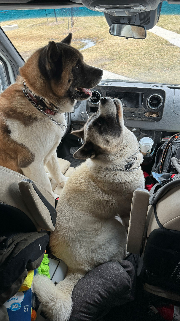 Bear, a Adoptable Akita in Toms River, NJ image 3/6