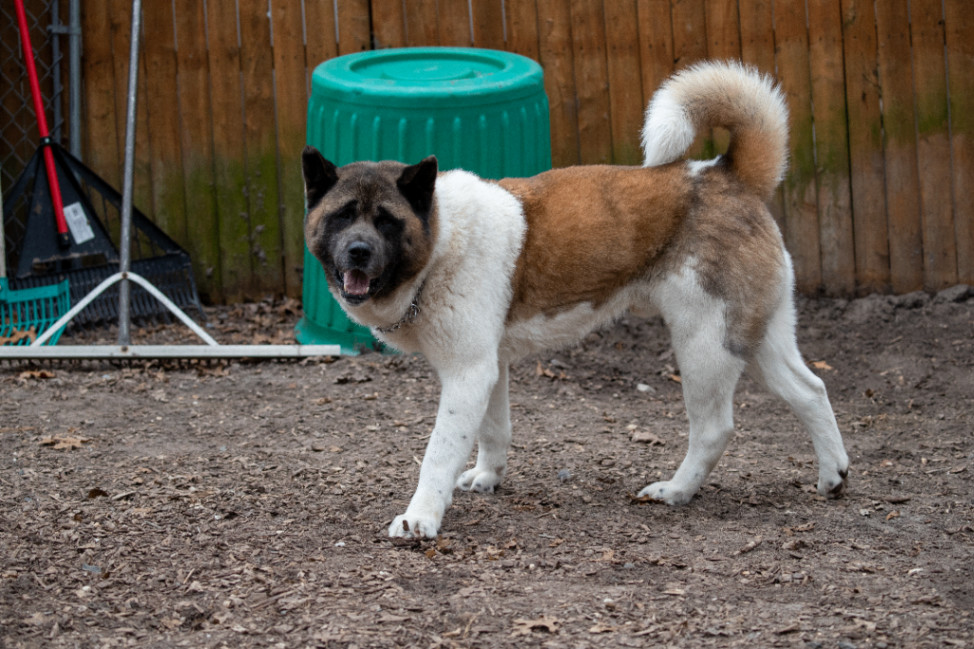 Bear, a Adoptable Akita in Toms River, NJ image 4/6