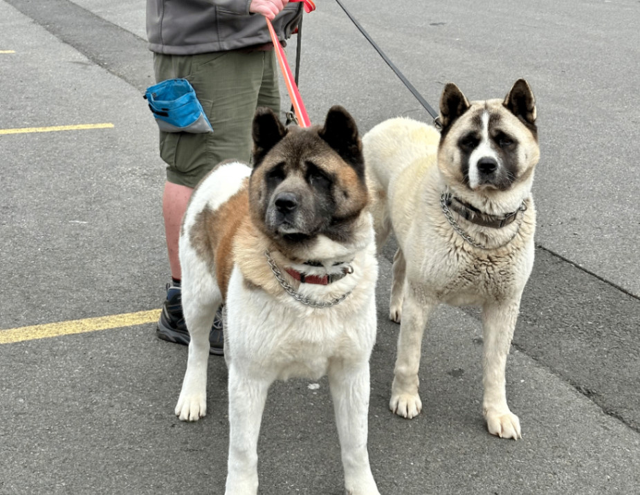 Bear, a Adoptable Akita in Toms River, NJ image 5/6