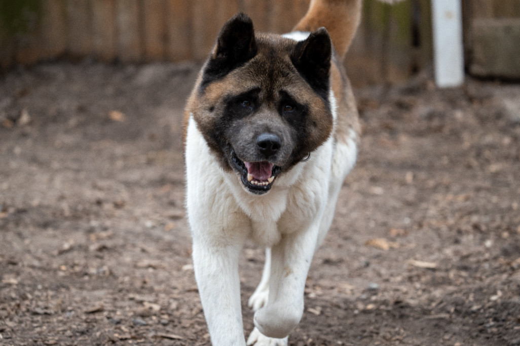 Bear, a Adoptable Akita in Toms River, NJ image 6/6