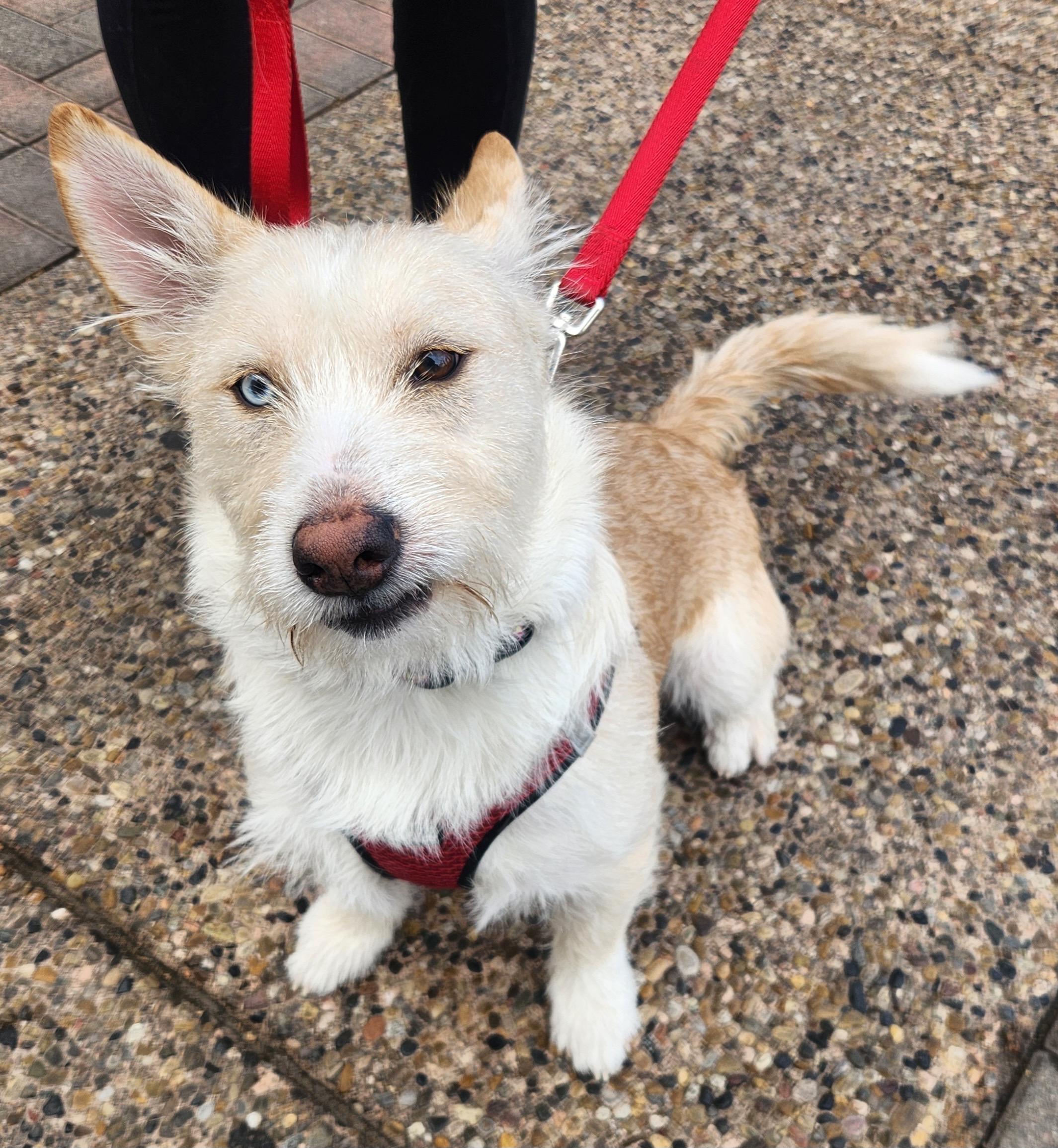 Enlarge XANDER, an adopted Terrier in Las Vegas, NV image 2/5