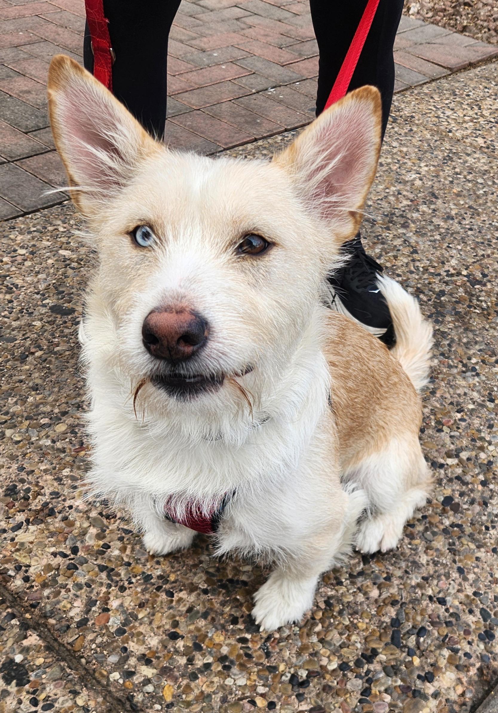 XANDER, adopted, Young Male Terrier.