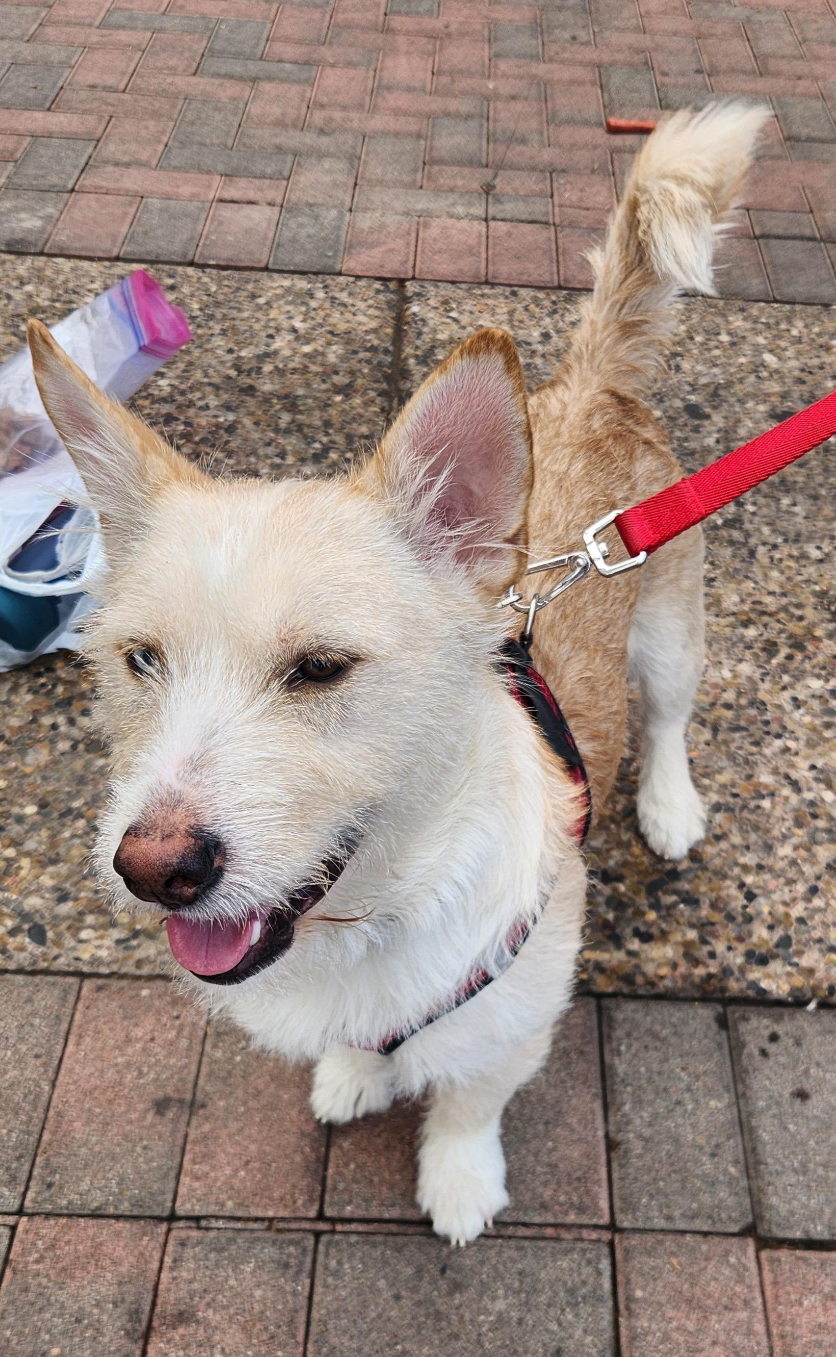 Enlarge XANDER, an adopted Terrier in Las Vegas, NV image 3/5