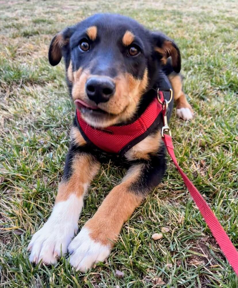 Hunter, Adoptable, Young Male Shepherd & Mixed Breed.