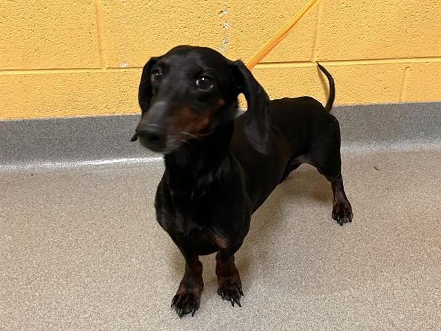 CALVIN, Adoptable, Adult Male Dachshund.