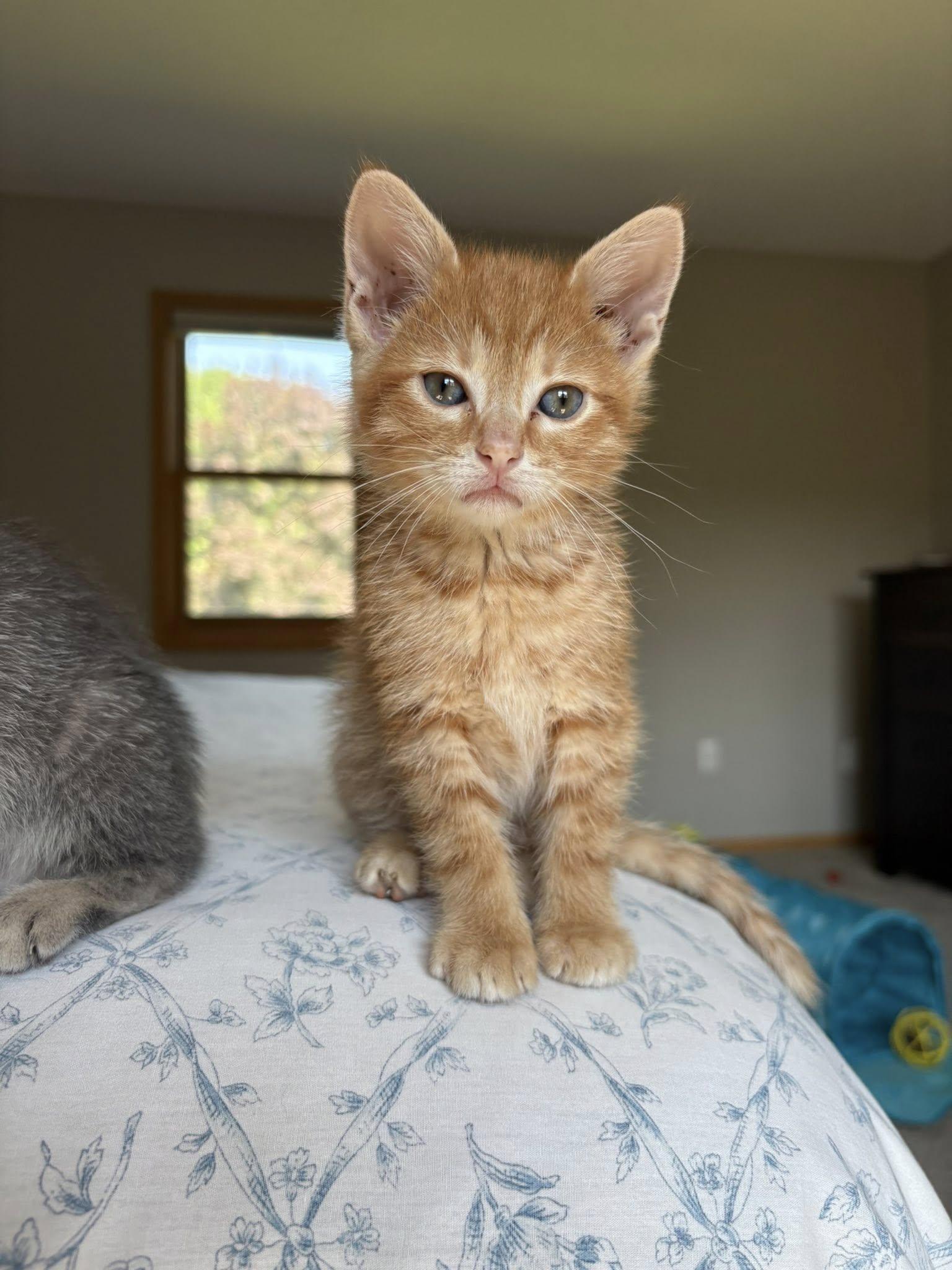 Tigger