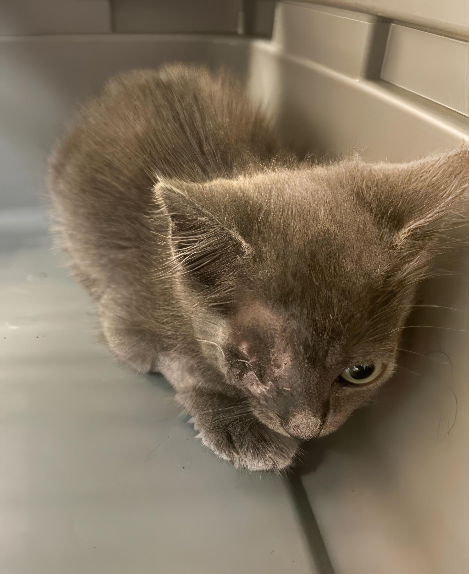 Grey Boy, adopted, Kitten Male Domestic Short Hair.