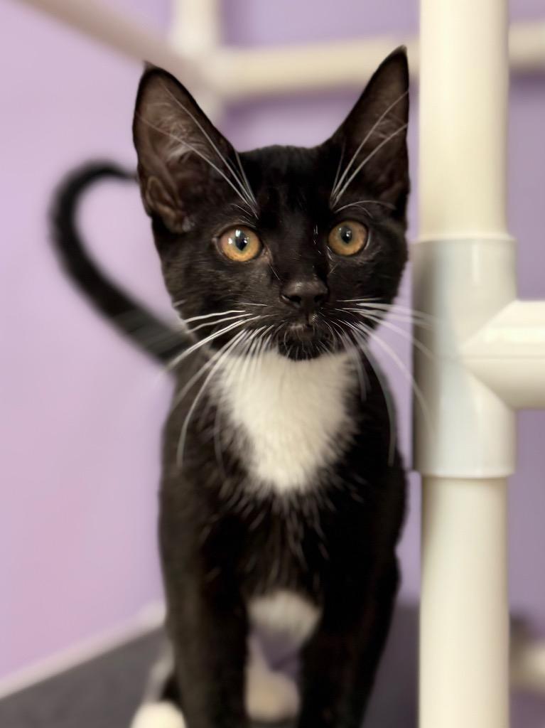 Beatrice, Adopted, Young Female Domestic Short Hair.