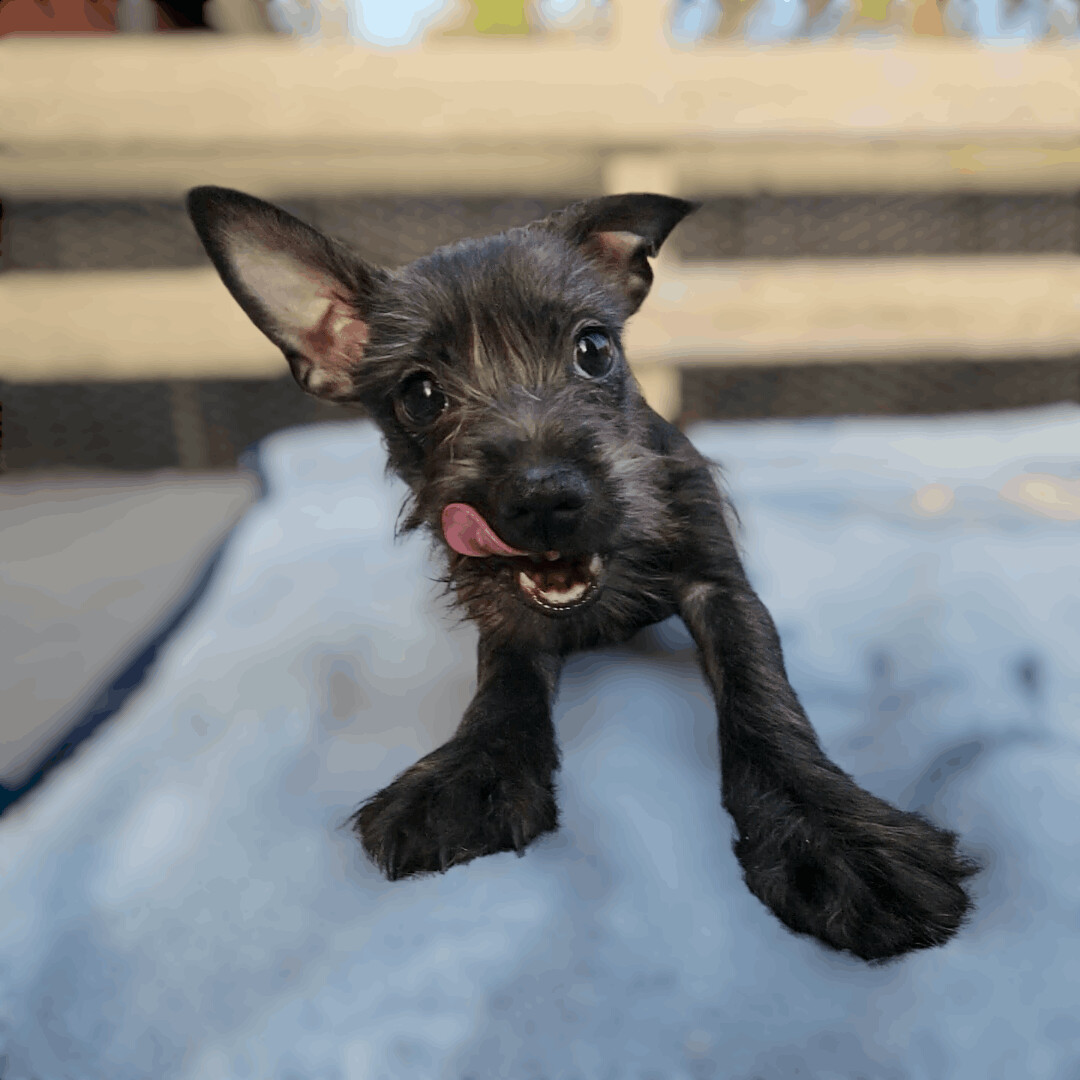Enlarge Gaia, an adopted mixed breed in Running Springs, CA image 1/1