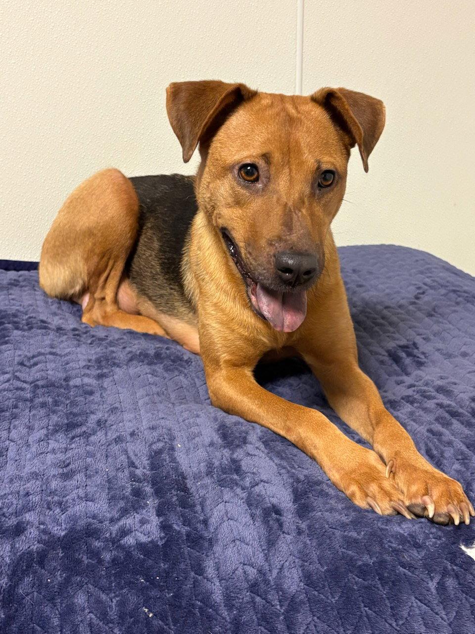 Rosemary  *FH*, Adoptable, Adult Female Hound.