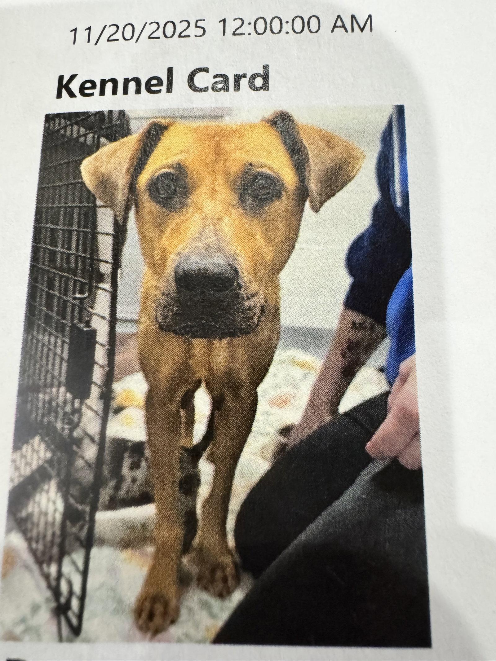 Rosemary *FH*, a Adoptable Hound in Sanford, FL image 2/3