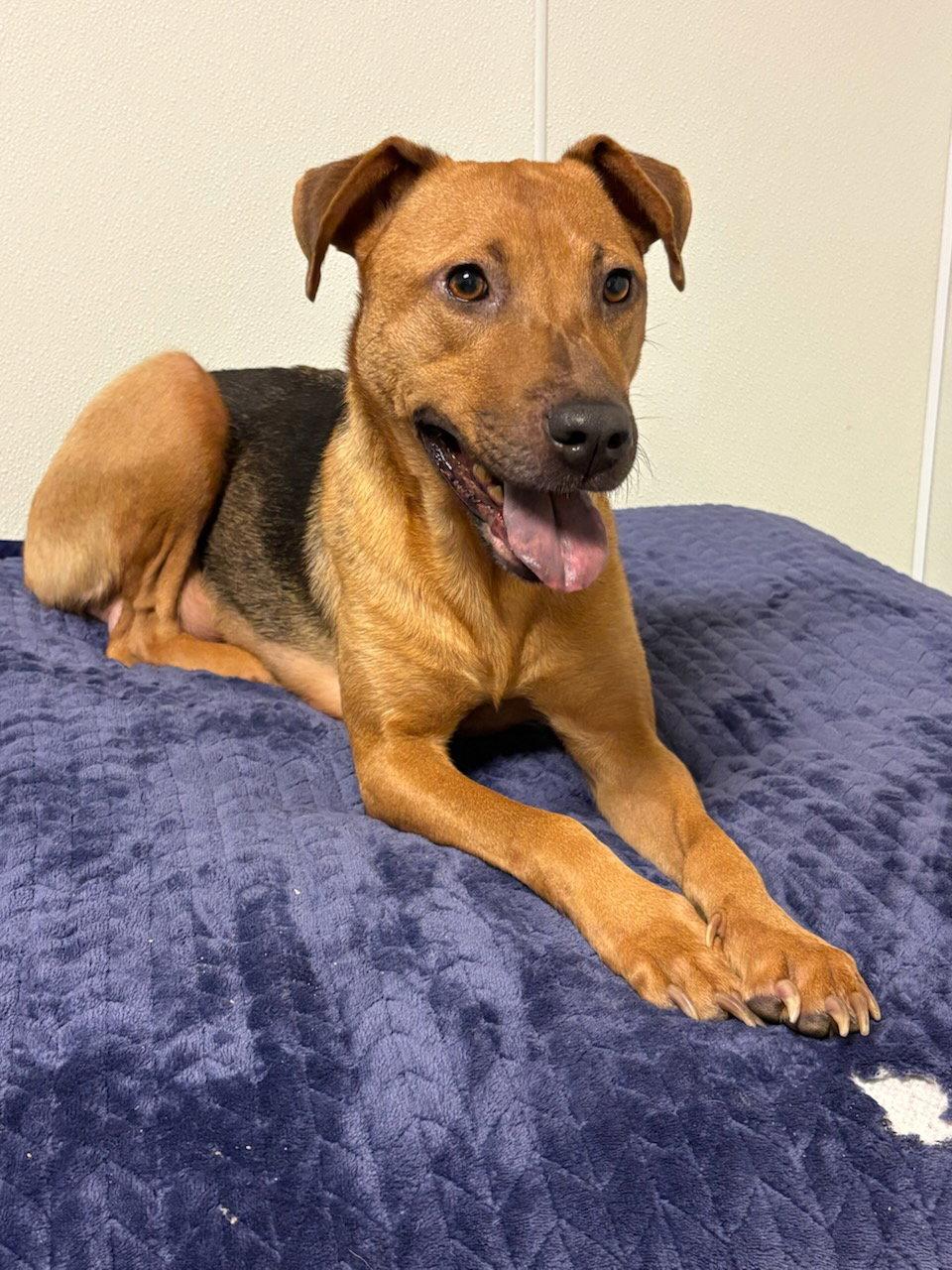 Rosemary *FH*, a Adoptable Hound in Sanford, FL image 3/3