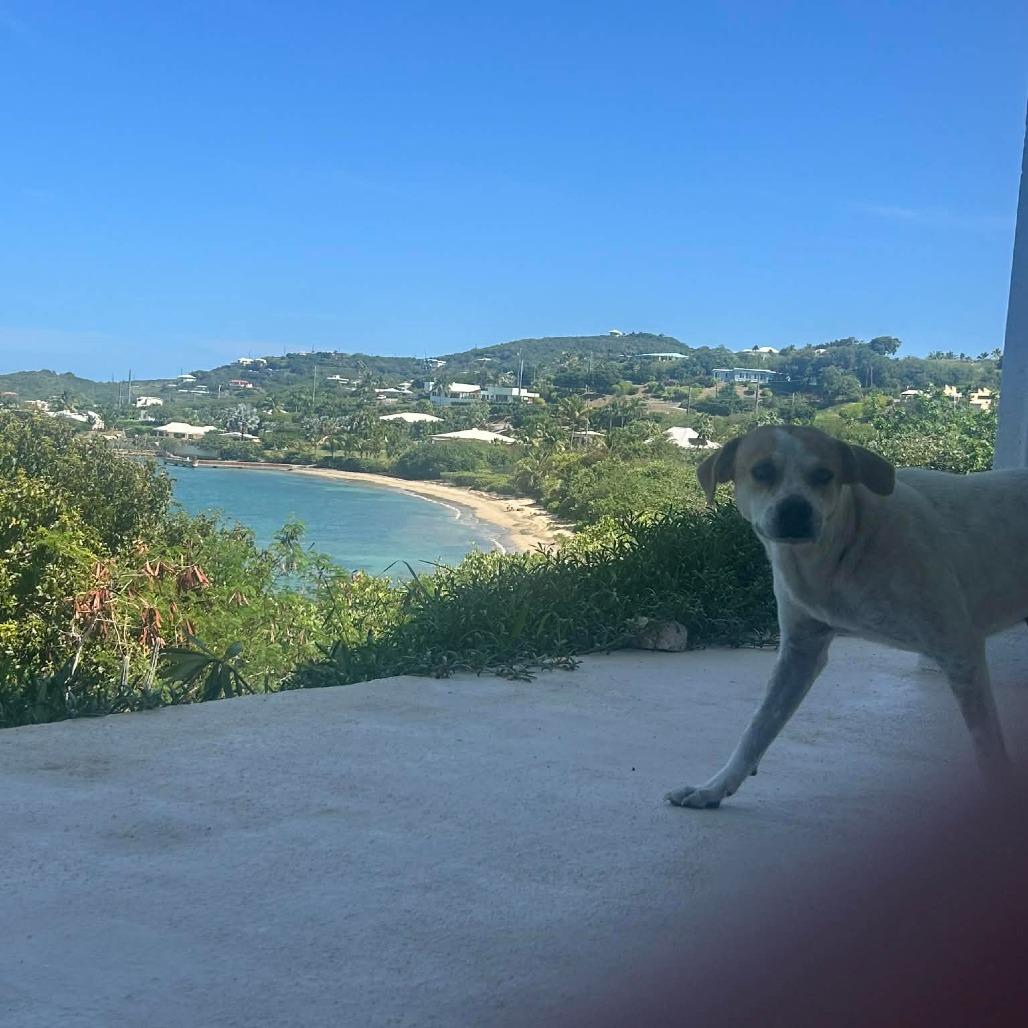 Enlarge D.O.G., a Adoptable Mixed Breed in Frederiksted, VI image 1/6