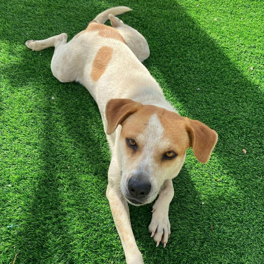 Enlarge D.O.G., a Adoptable Mixed Breed in Frederiksted, VI image 2/6