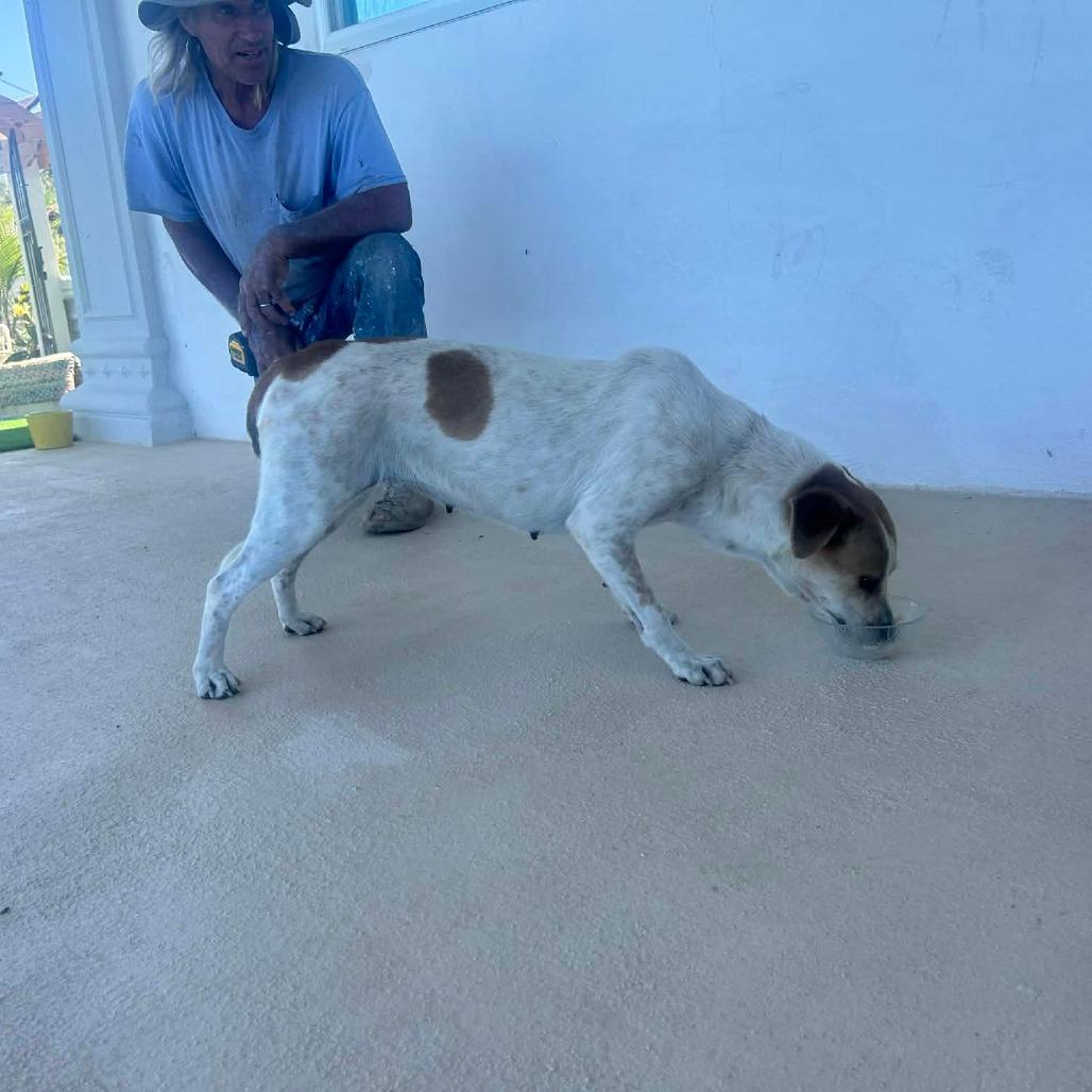 Enlarge D.O.G., a Adoptable Mixed Breed in Frederiksted, VI image 3/6