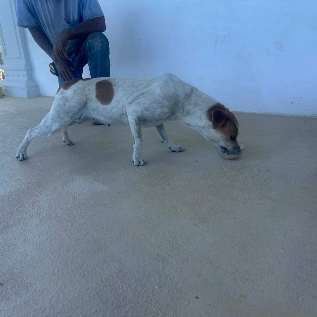 Enlarge D.O.G., a Adoptable Mixed Breed in Frederiksted, VI image 4/6