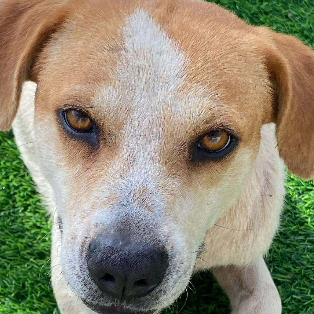 Enlarge D.O.G., a Adoptable Mixed Breed in Frederiksted, VI image 5/6