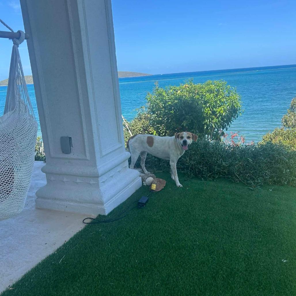 Enlarge D.O.G., a Adoptable Mixed Breed in Frederiksted, VI image 6/6