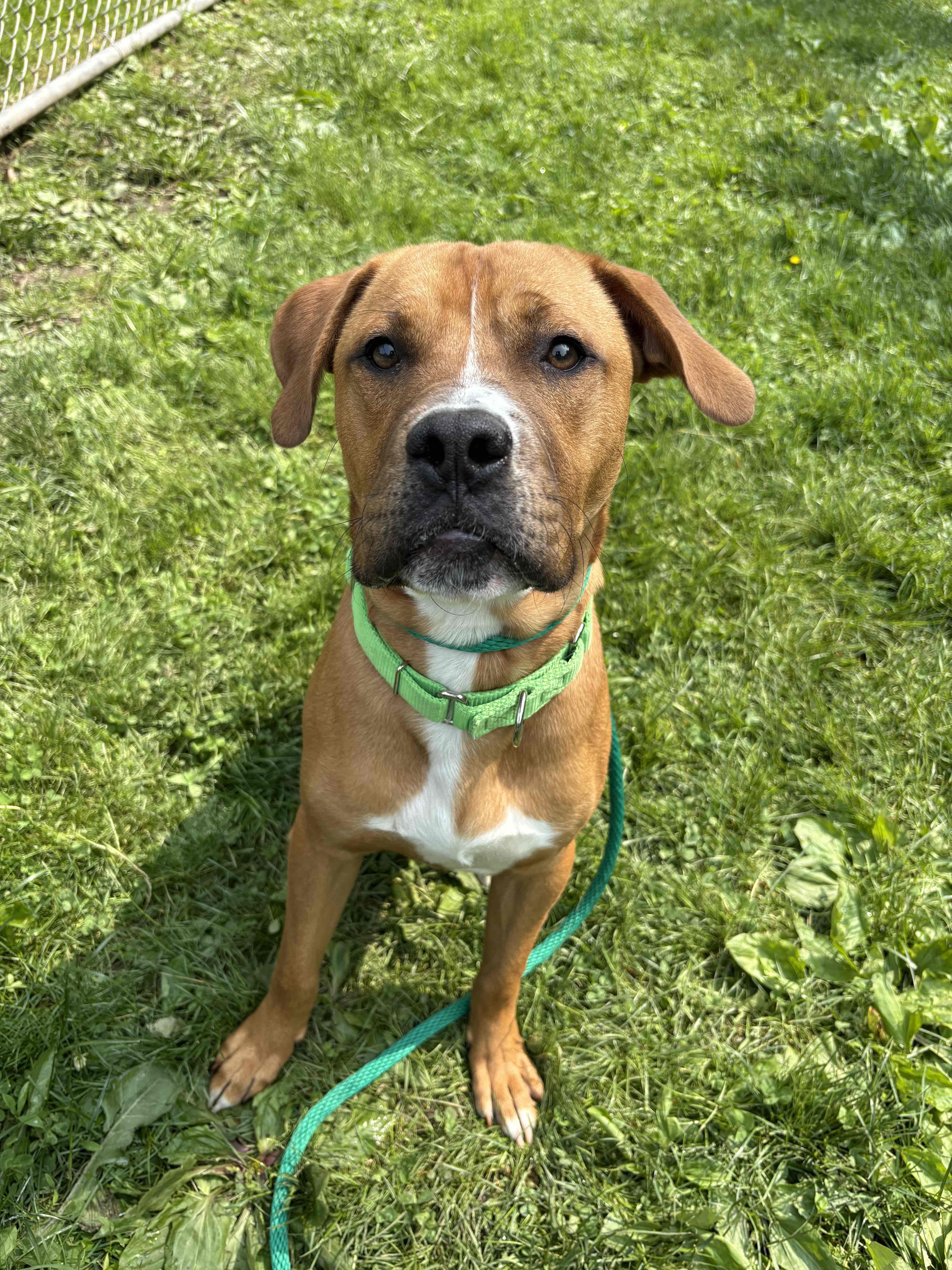 Pilot, a Adoptable mixed breed in White Oak, PA image 1/6