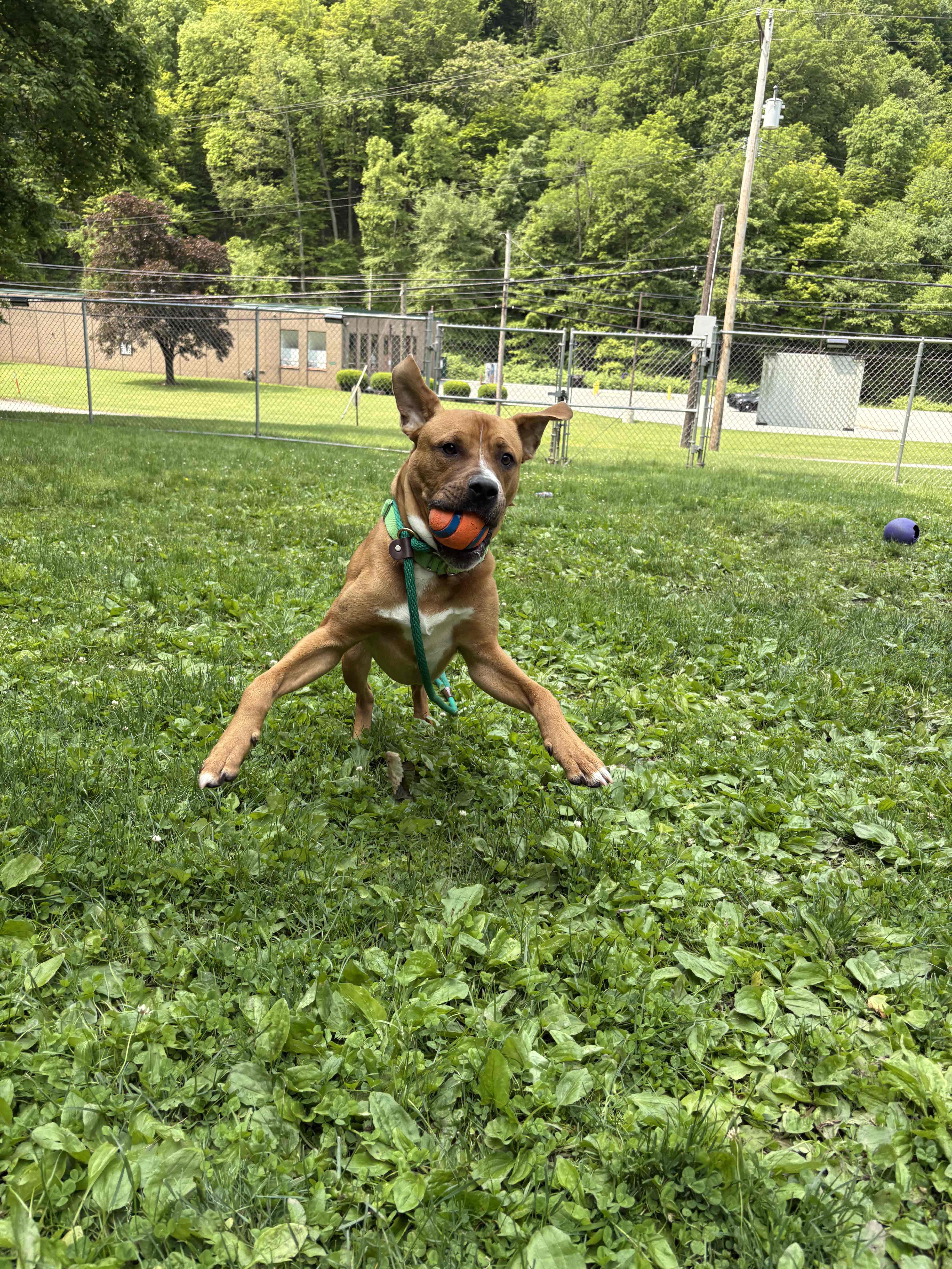 Pilot, a Adoptable mixed breed in White Oak, PA image 4/6