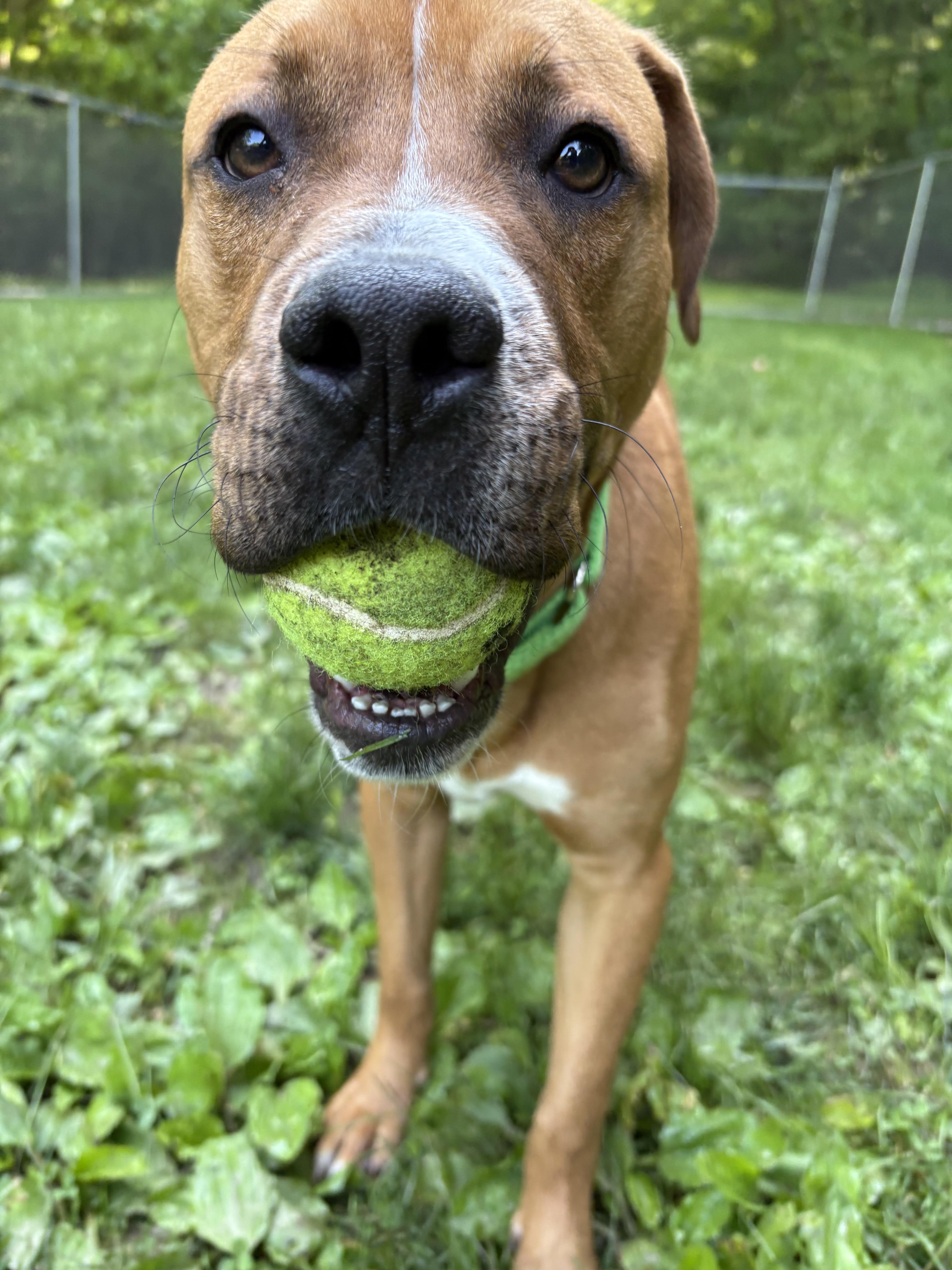 Pilot, a Adoptable mixed breed in White Oak, PA image 2/6