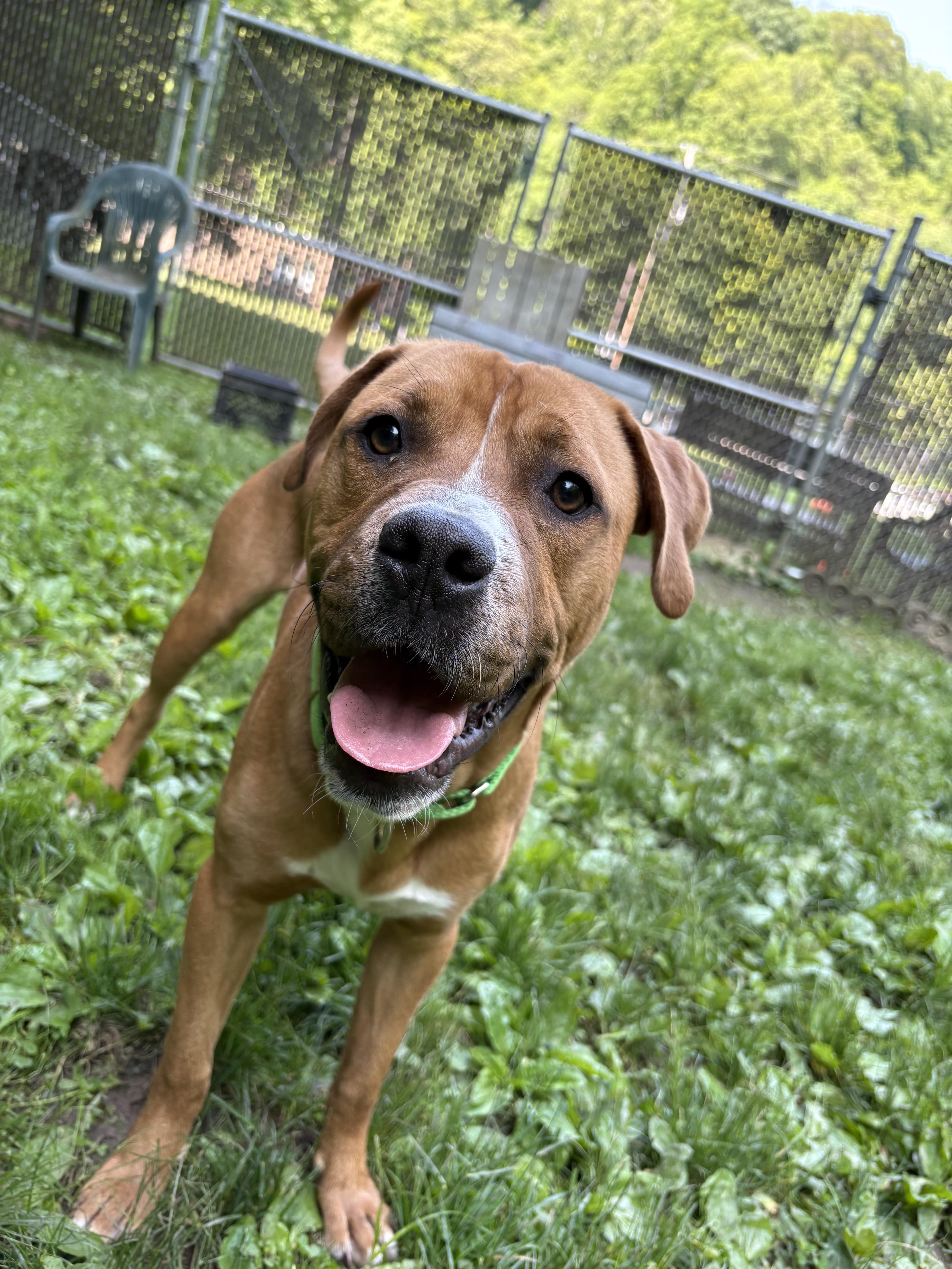 Pilot, a Adoptable mixed breed in White Oak, PA image 3/6