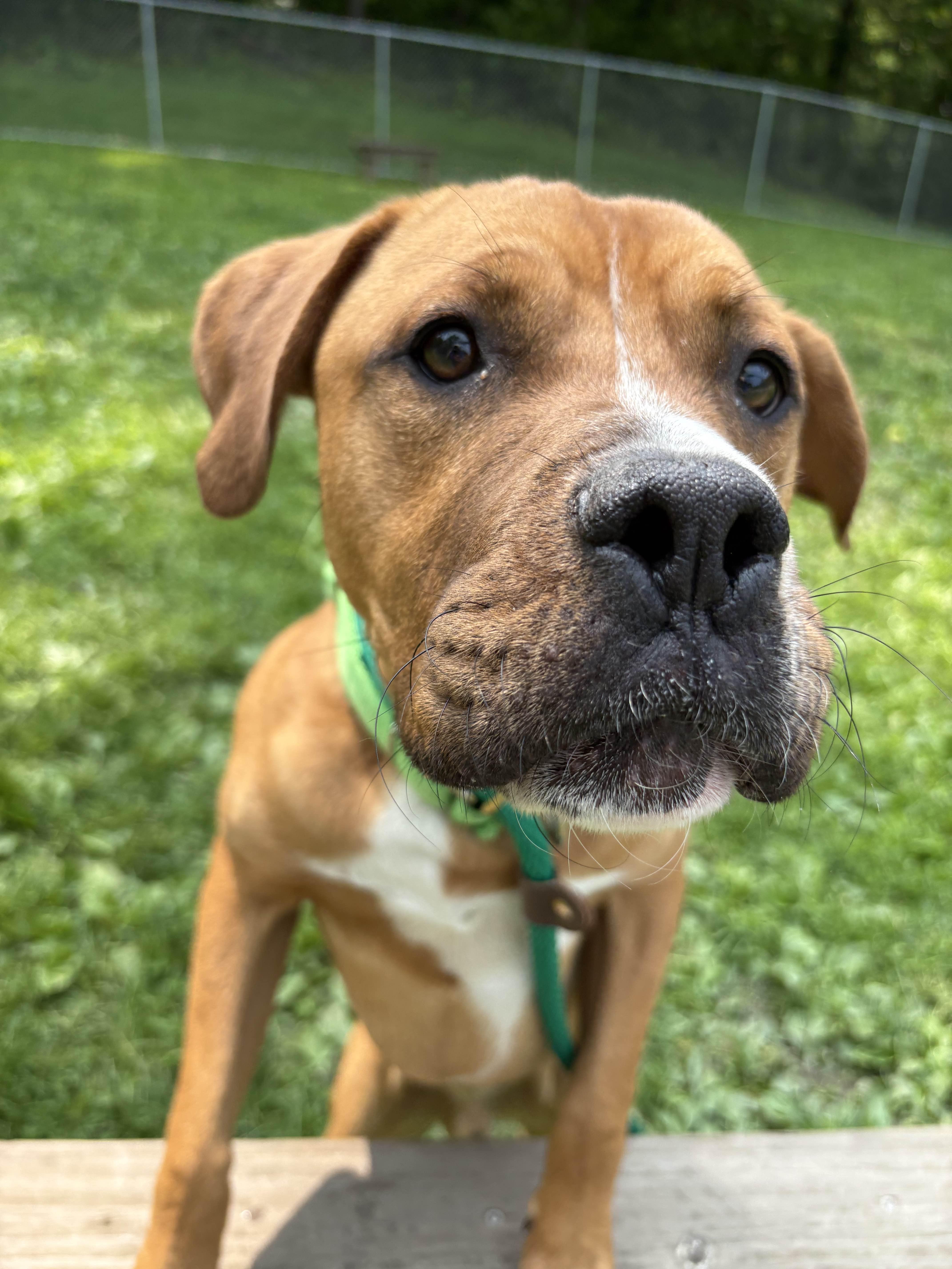 Pilot, a Adoptable mixed breed in White Oak, PA image 5/6