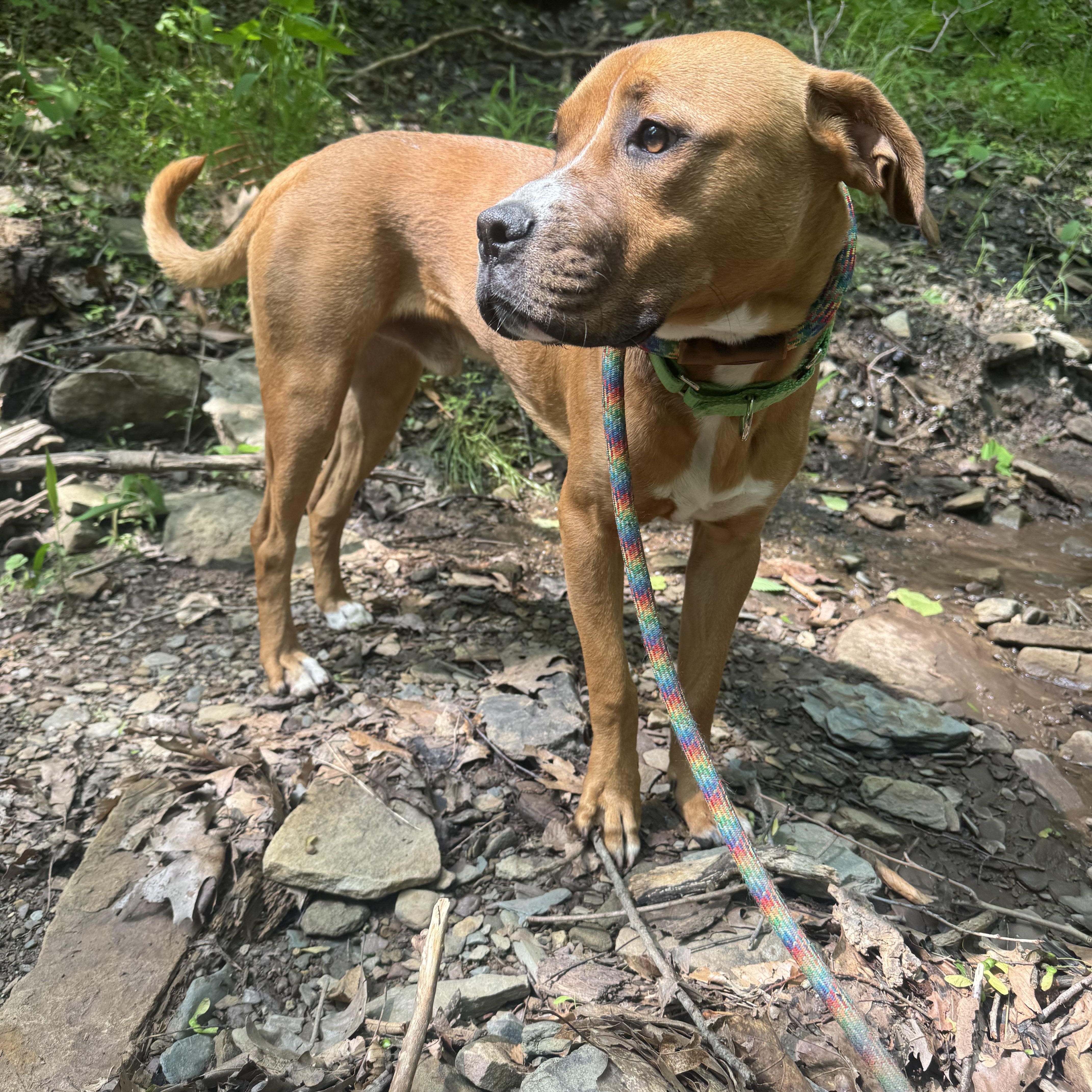 Pilot, a Adoptable mixed breed in White Oak, PA image 6/6
