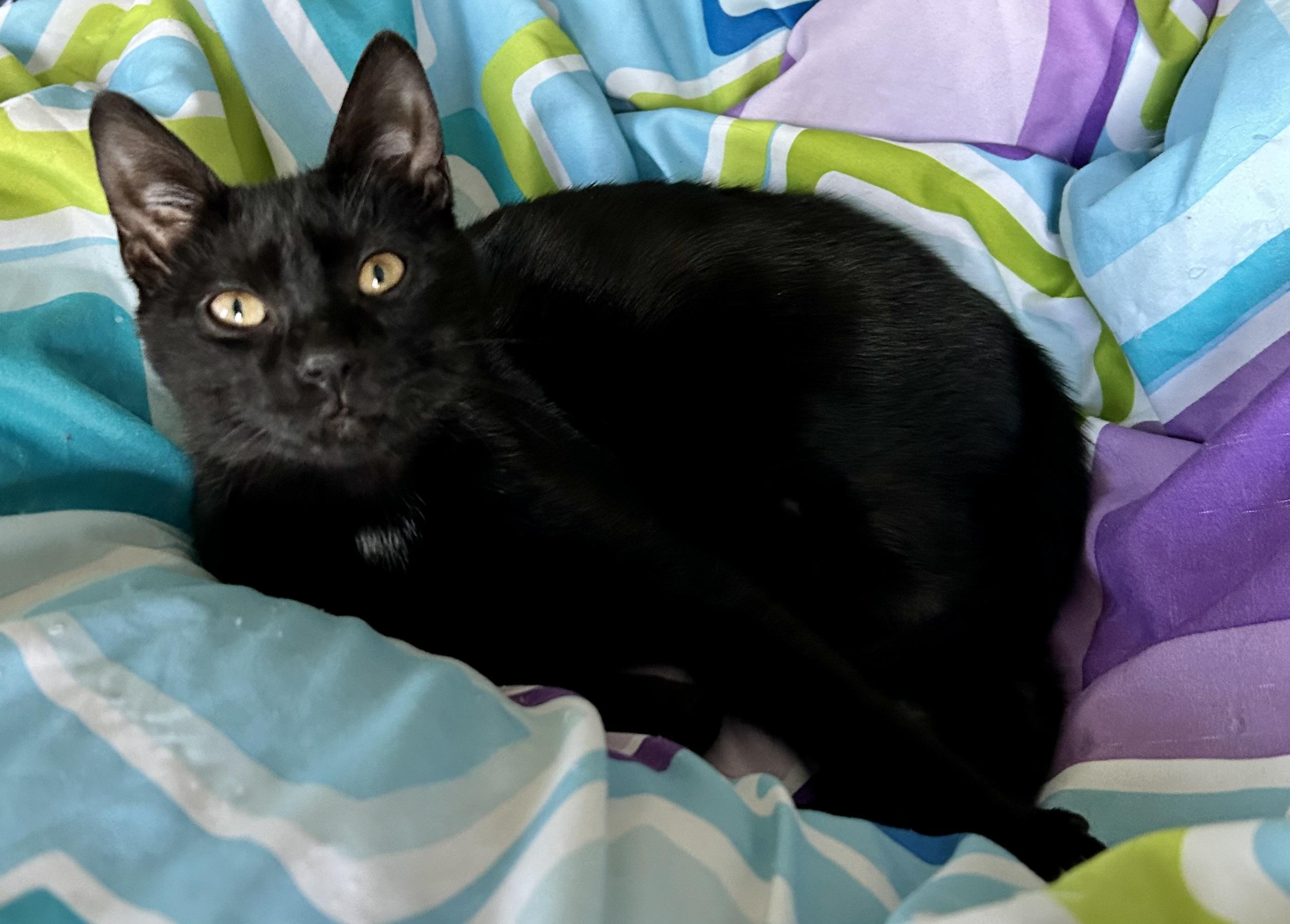 Enlarge Twinkle, a ADOPTABLE Domestic Short Hair in Granby, CT image 3/3