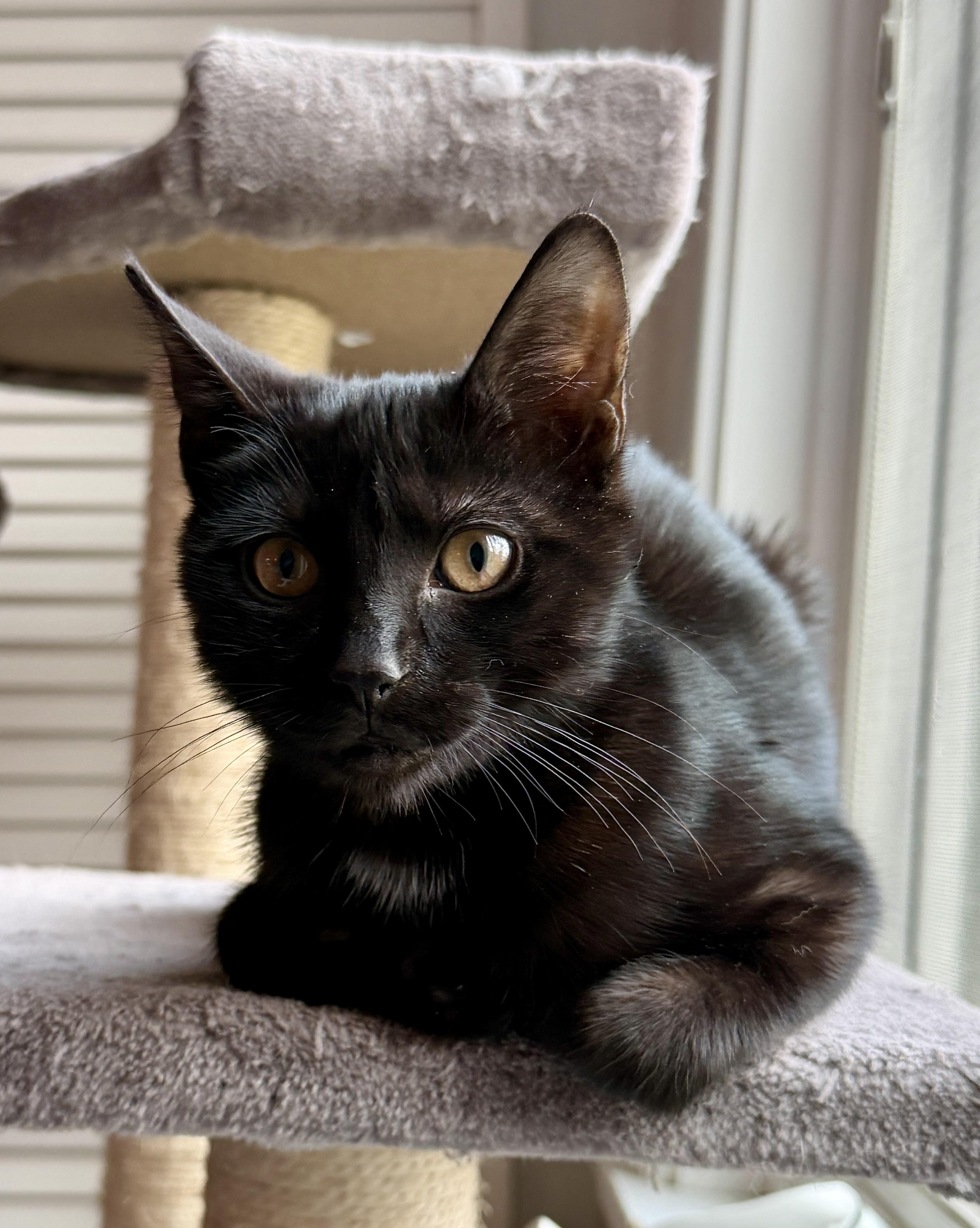 Twinkle, ADOPTABLE, Kitten Female Domestic Short Hair.
