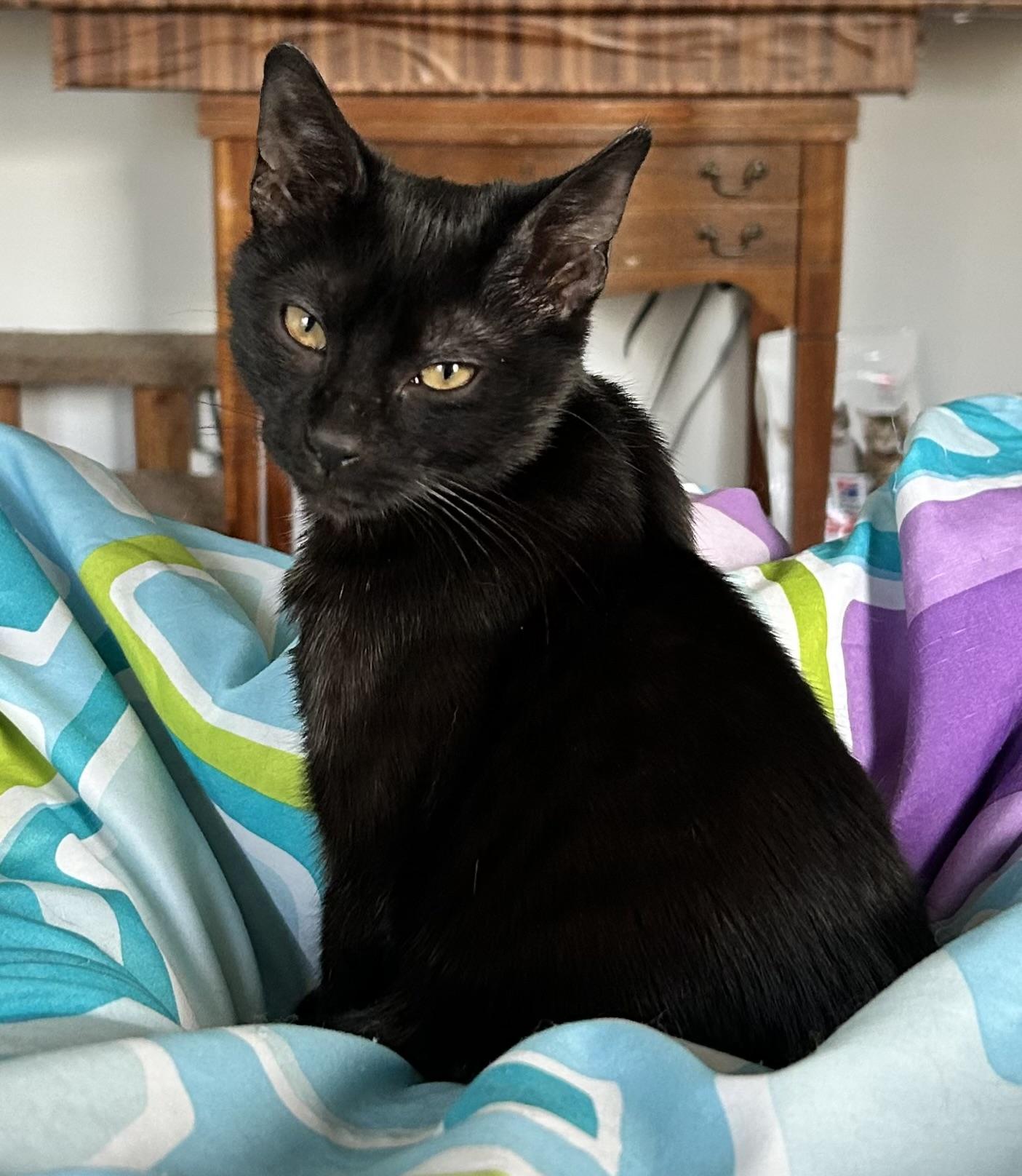 Enlarge Twinkle, a ADOPTABLE Domestic Short Hair in Granby, CT image 2/3