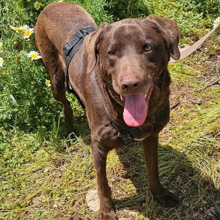 Enlarge Choco, an adopted Chocolate Labrador Retriever in Scarborough, ON image 4/4