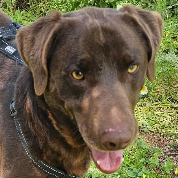 Enlarge Choco, an adopted Chocolate Labrador Retriever in Scarborough, ON image 2/4