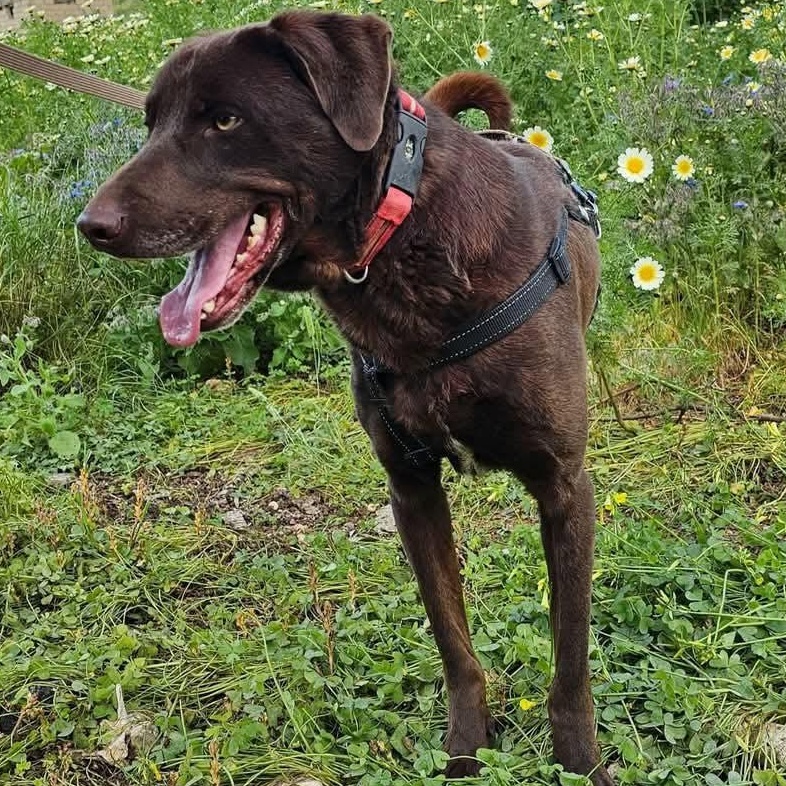 Enlarge Choco, an adopted Chocolate Labrador Retriever in Scarborough, ON image 3/4