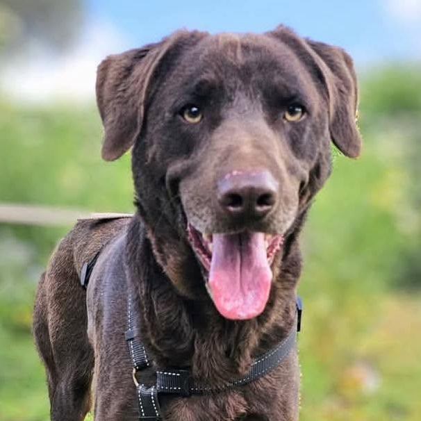 Enlarge Choco, an adopted Chocolate Labrador Retriever in Scarborough, ON image 1/4