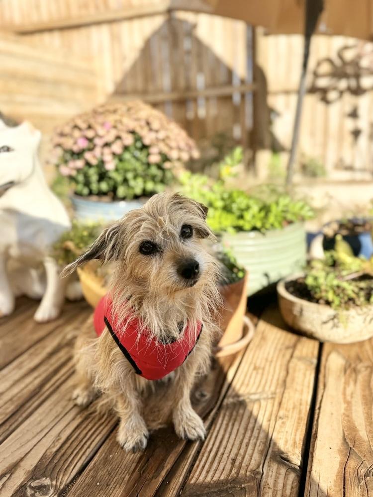 Mellow, Adoptable, Adult Male Terrier.