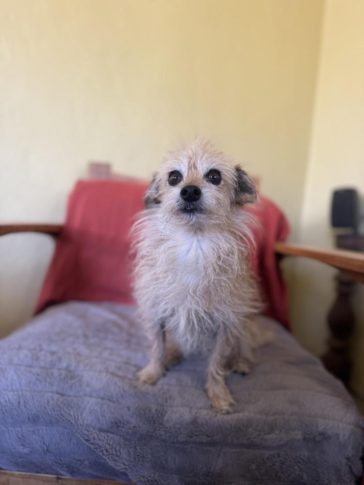 Enlarge Mellow, a Adoptable mixed breed in Tucson, AZ image 2/5